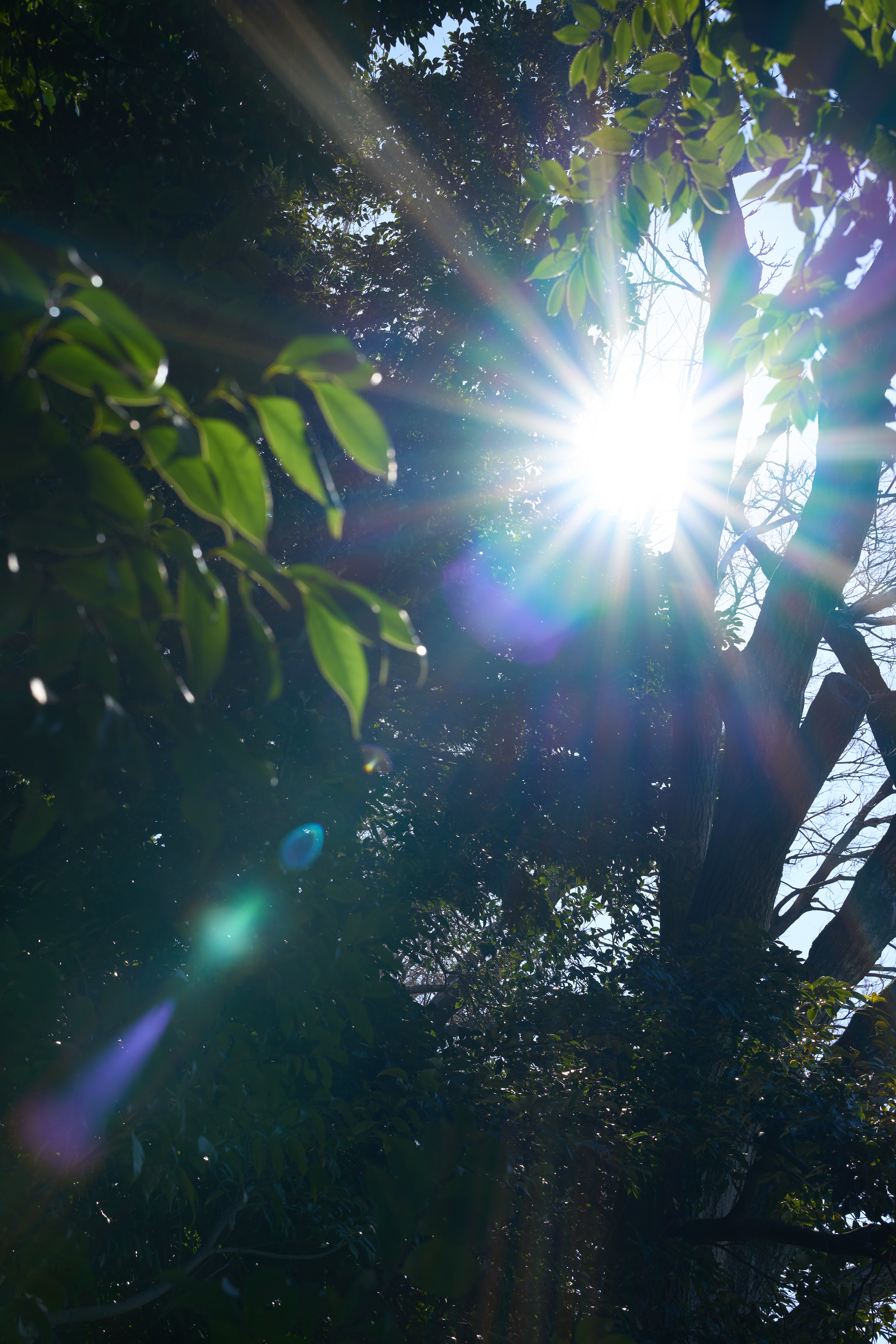 α1／50mm F1.4 DG DN｜Art／50mm／マニュアル（F8.0、1/400秒）／ISO 100／WB：太陽光