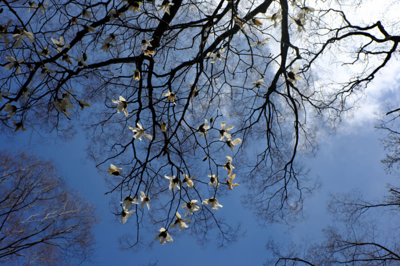 高周波成分の被写体なので、背景のボケは多少うるさい感じになりましたか。絞りの設定で線の細さの印象が変わる被写体の典型です。<br>X-T5／NOKTON 23mm F1.2 Aspherical／絞り優先オート（F8・1/1,500秒）／ISO400