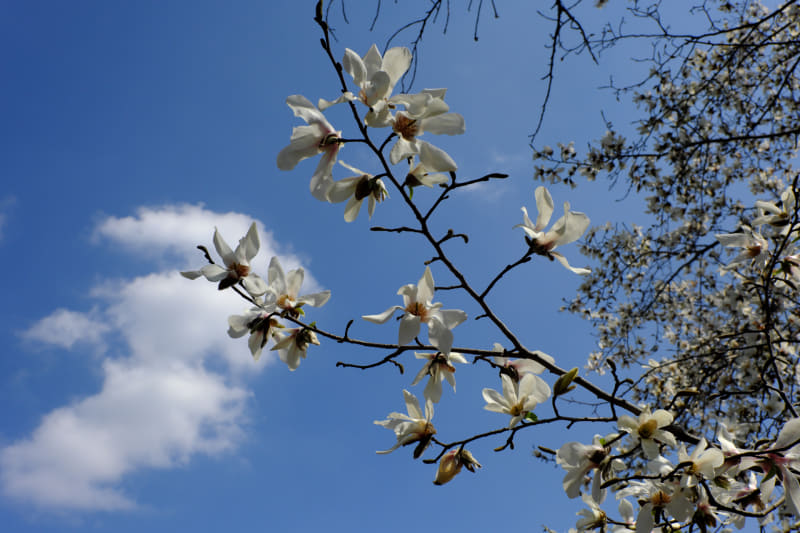 もう少し近づいて撮影してみましたが、そこそこ絞り込んでも合焦点は浮き立つ感じですね。描写的にも文句ないですが、被写界深度は浅く感じます。<br>X-T5／NOKTON 23mm F1.2 Aspherical／絞り優先オート（F8・1/2,000秒）／ISO400
