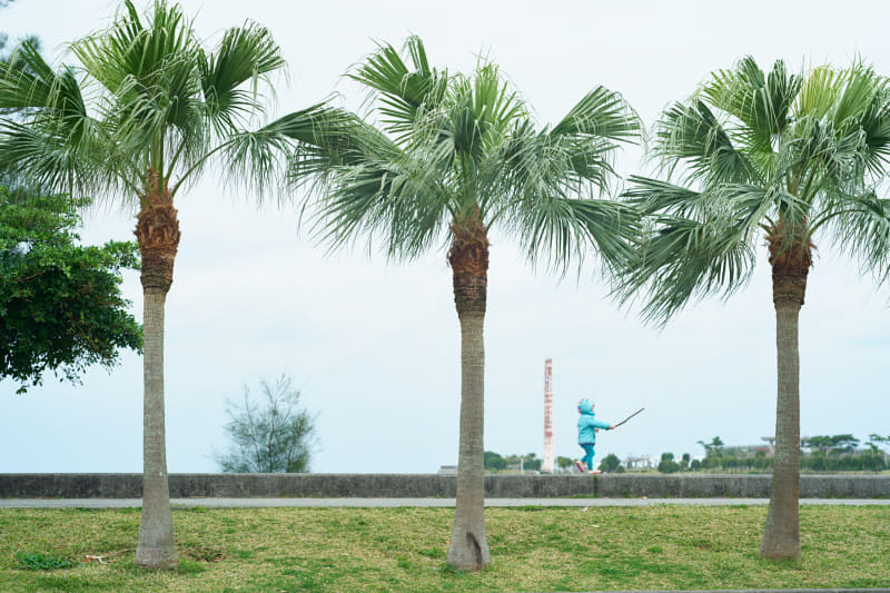 公園の椰子の木と芝生の緑が目に飛び込んで来た。あいにくのくもり空の中、鮮やかなブルーの上着を着たママを追い掛ける小さな子どもを、私も5コマ/秒で追い掛けた。<br>ライカSL2-S／ノクティルックスM f1.25/75mm ASPH.／絞り優先AE（F4.8、1/160秒、+1.0EV）／ISO 100／WB：オート