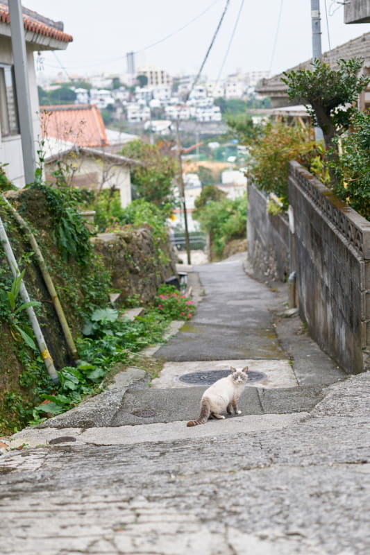 石畳道にいた猫と目が合った。なだらかなボケが首里の街へ誘う。なぜだろう、沖縄の猫は青い目で不思議な美しさを持つ子が多い。いい道に住んでいるねえ、君。<br>ライカSL2-S／アポ・ズミクロンM f2.0/50mm ASPH.／絞り優先AE（F2.4、1/640秒、±0EV）／ISO 100／WB：オート