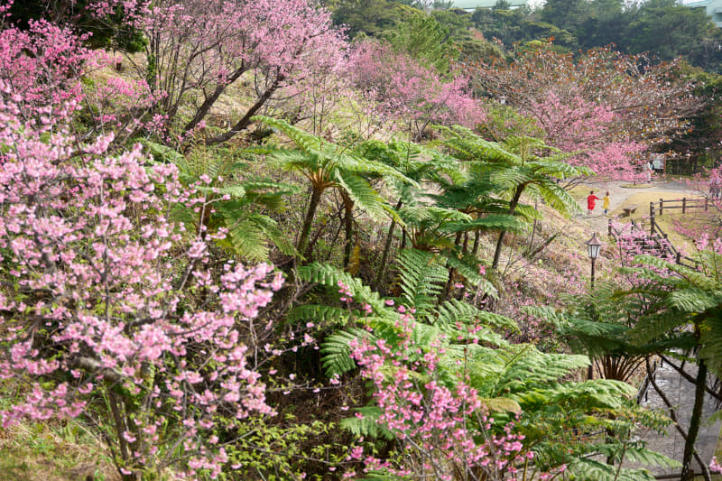 迫力ある南国の植物に混ざった満開の沖縄桜の丘を、黄色と赤の洋服の姉妹が手をつないで走り出す瞬間。こんな瞬間に出会えるのが旅スナップの醍醐味。<br>ライカSL2-S／バリオ・エルマリートSL f2.8-4/24-90mm ASPH.／47mm／絞り優先AE（F2.8、1/1,000秒、-0.6EV）／ISO 100／WB：オート