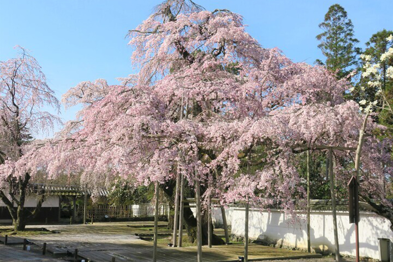 醍醐寺三宝院にある「太閤しだれ桜」。豊臣秀吉が愛でた桜の子孫と言われている