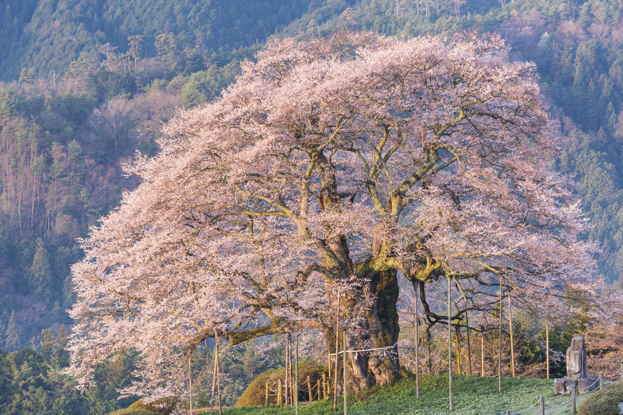 撮影：館野二朗（2022年4月7日撮影）<br><span class="fnt-85">EOS 5D Mark III／EF70-200mm F2.8L IS II USM／200mm／マニュアル露出（0.4秒・F10）／ISO   100</span>