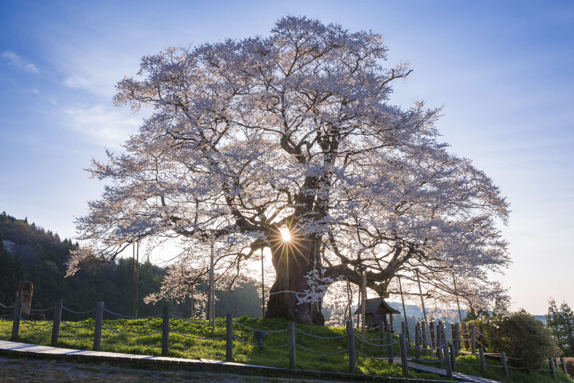 逆光で照らされた花が、光を透過して淡く輝いた。強い光は枝の間に配置することで光の強さを調整できる<br>撮影：館野二朗（2014年4月11日撮影）<br><span class="fnt-85">EOS 5D Mark III／EF24-70mm F2.8L II USM／31mm／マニュアル露出（1/13秒・F14）／ISO 250／WB: 4800K</span>