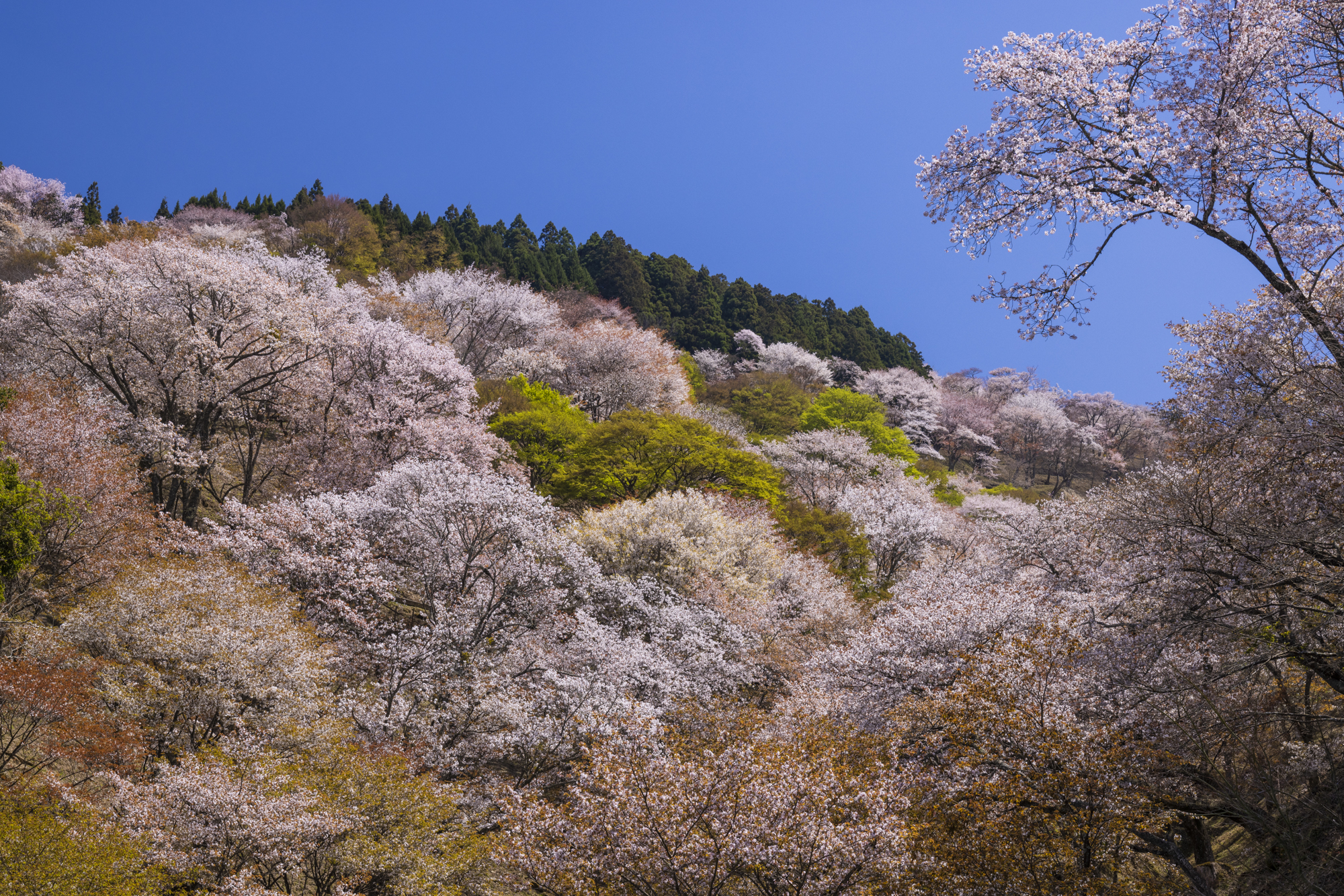 吉野山中腹辺りの中千本から上千本方向を撮影したもの。吉野山がピークの時は、どこを撮っても絵になる<br>撮影：館野二朗（2022年4月9日撮影）<br><span class="fnt-85">EOS R5／RF24-105mm F4 L IS USM／42mm／マニュアル露出（1/160秒・F5.6）／ISO 400／WB: オート</span>
