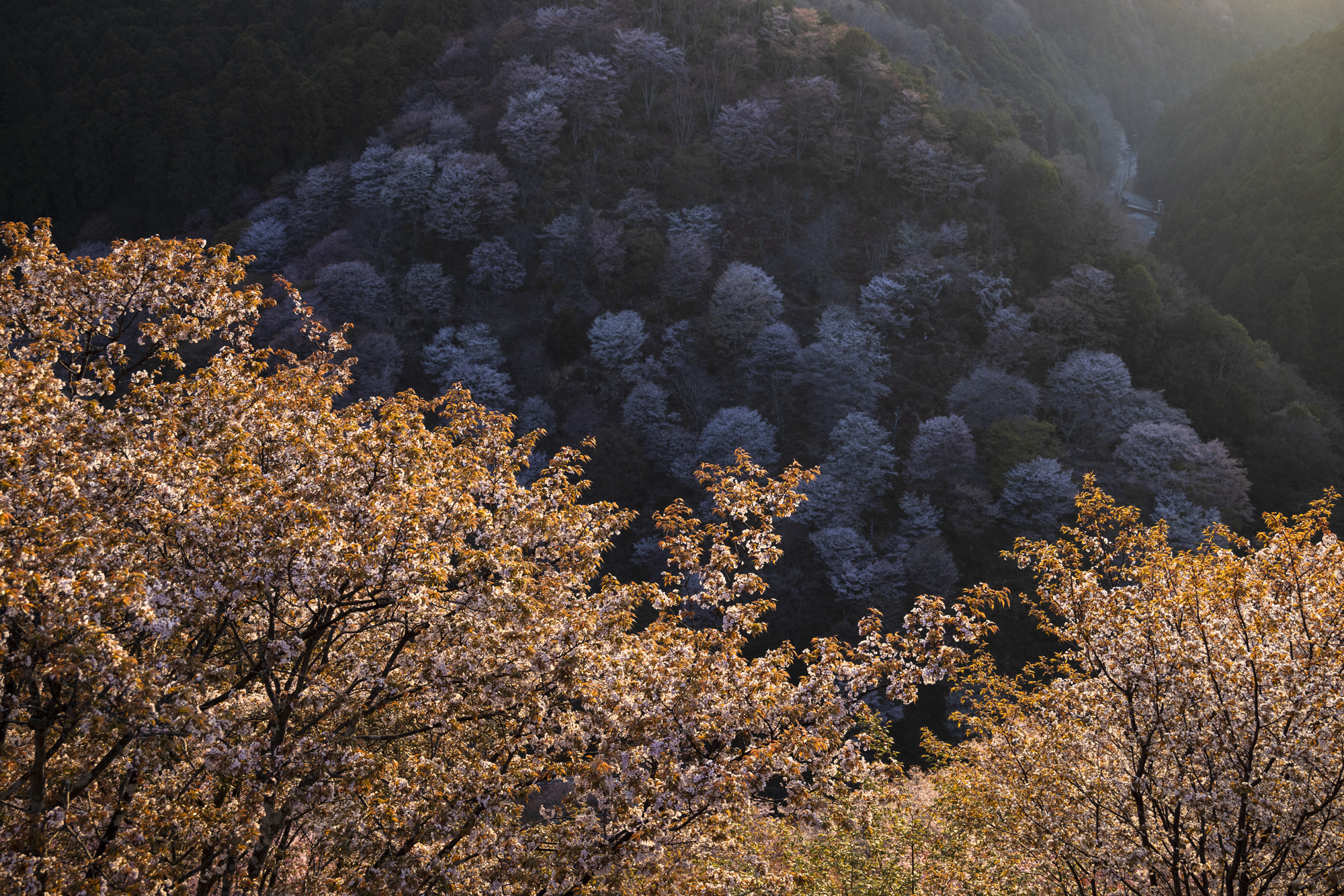 同じく中千本からの撮影だが、今度は下千本を見下ろしている。ここは深い谷になっているので、朝や夕方はコントラストを効かせた撮影ができる<br>撮影：館野二朗（2022年4月9日撮影）<br><span class="fnt-85">EOS R5／RF24-105mm F4 L IS USM／42mm／マニュアル露出（1/100秒・F11）／ISO 400／WB: オート</span>