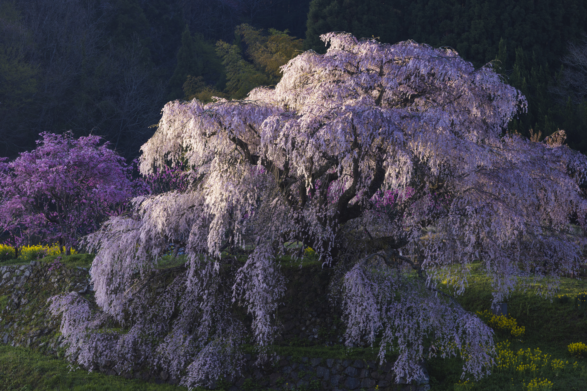 全体像を撮影するために、離れた位置から望遠レンズで狙った。朝日が当たった瞬間がコントラストもあり、シャッターチャンスだ<br>撮影：館野二朗（2022年4月10日撮影）<br><span class="fnt-85">EOS R5／RF70-200mm F4 L IS USM／151mm／マニュアル露出（1/25秒・F8）／ISO 100／WB: 4900K</span>