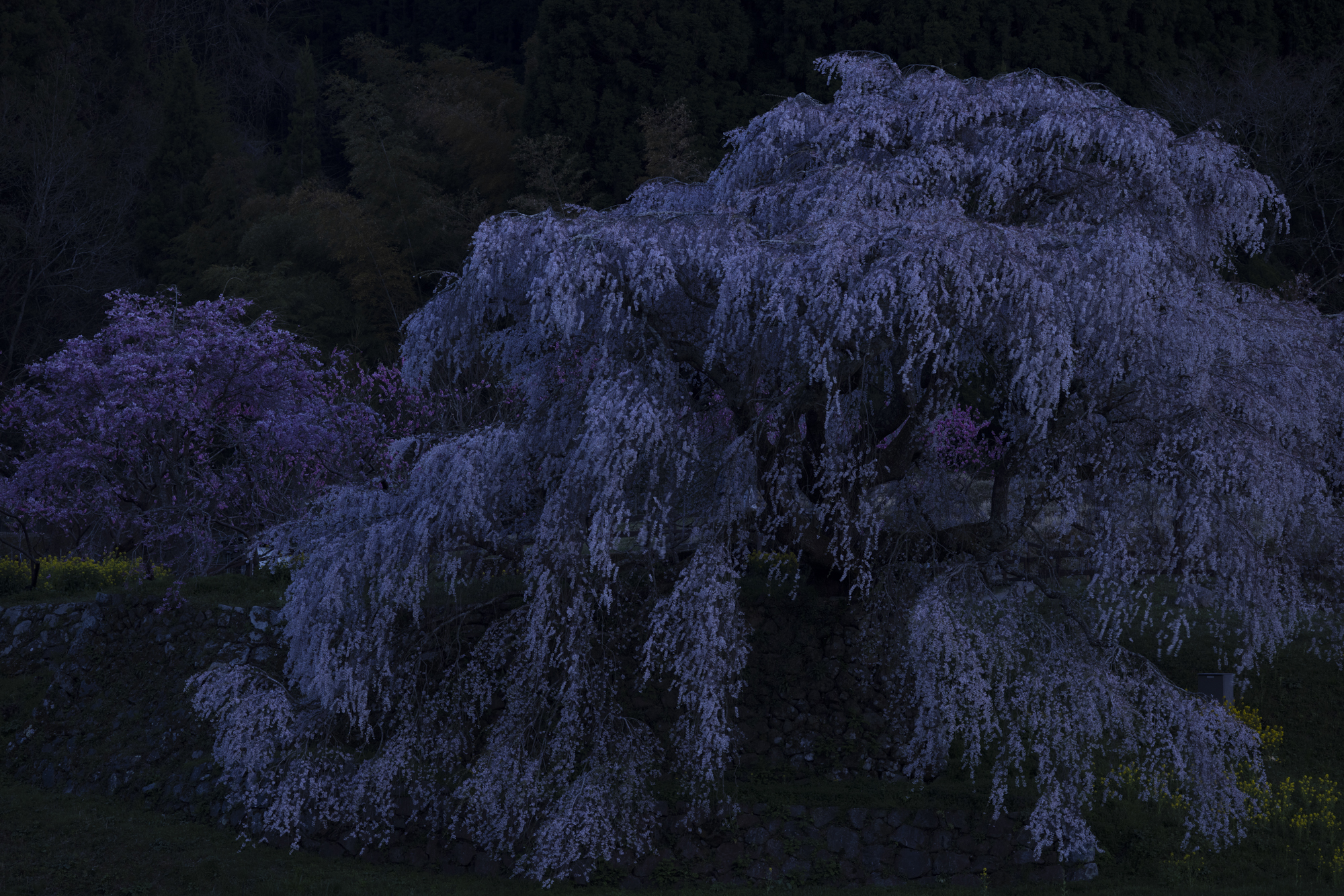 こちらは同じ位置から日没後に撮影している。ブルートーンになり幽玄な雰囲気になった<br>撮影：館野二朗（2022年4月9日撮影）<br><span class="fnt-85">EOS R5／RF70-200mm F4 L IS USM／156mm／マニュアル露出（1/2秒・F5.6）／ISO 400／WB: 4500K</span>
