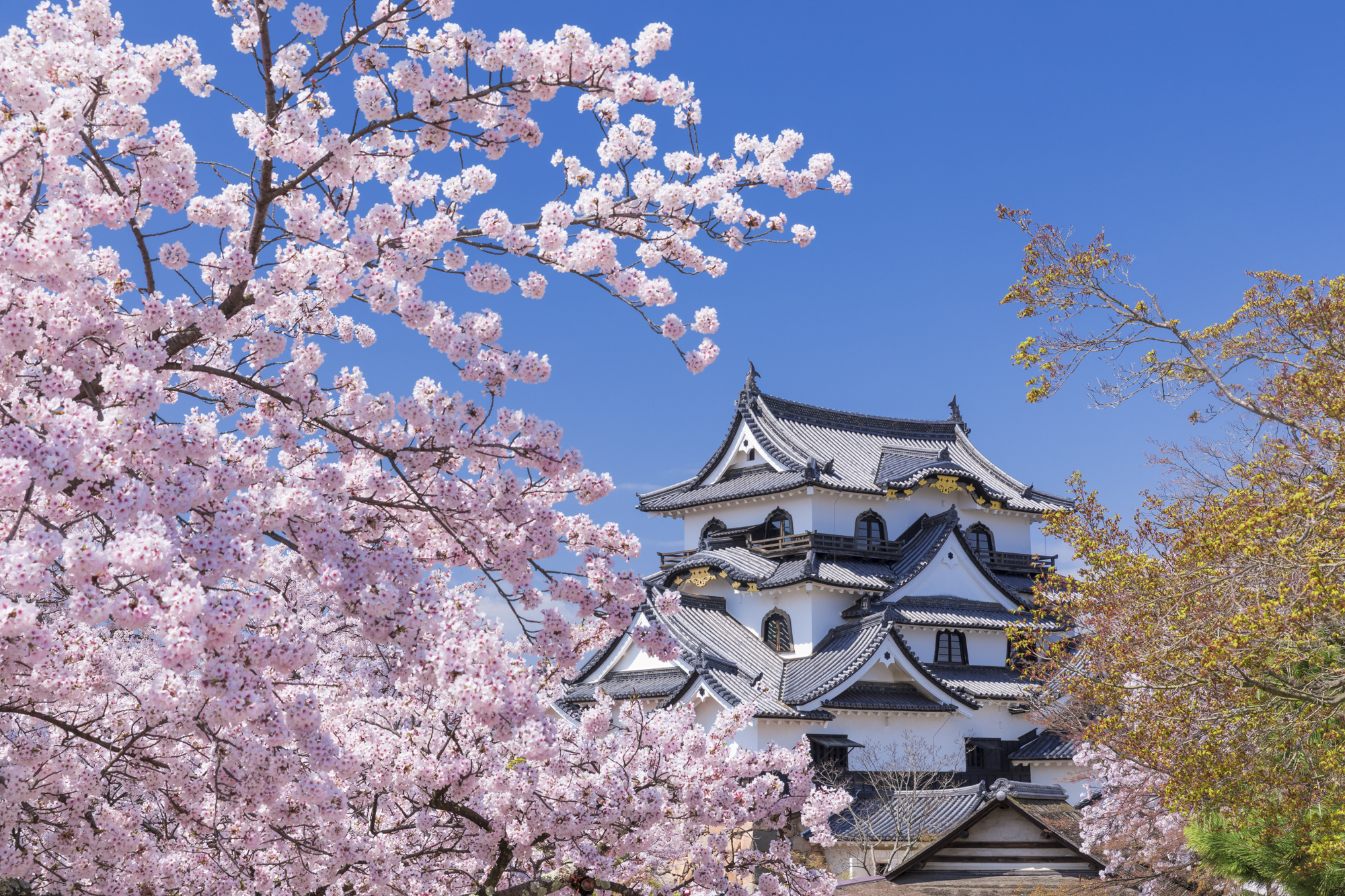 場内にある着見台から桜を入れて天守が撮影できるポイント。枝ぶりの良い場所を探して撮影するといいだろう<br>撮影：館野二朗（2017年4月13日撮影）<br><span class="fnt-85">EOS 5D Mark IV／EF24-70mm F2.8L II USM／61mm／マニュアル露出（1/30秒・F11）／ISO 100／WB: 4800K</span>