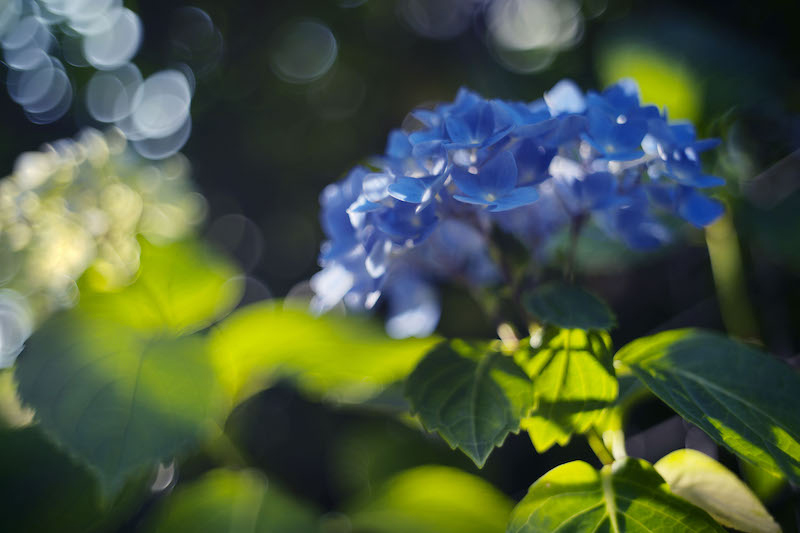 サンプル画像（焦点工房提供）、以下同