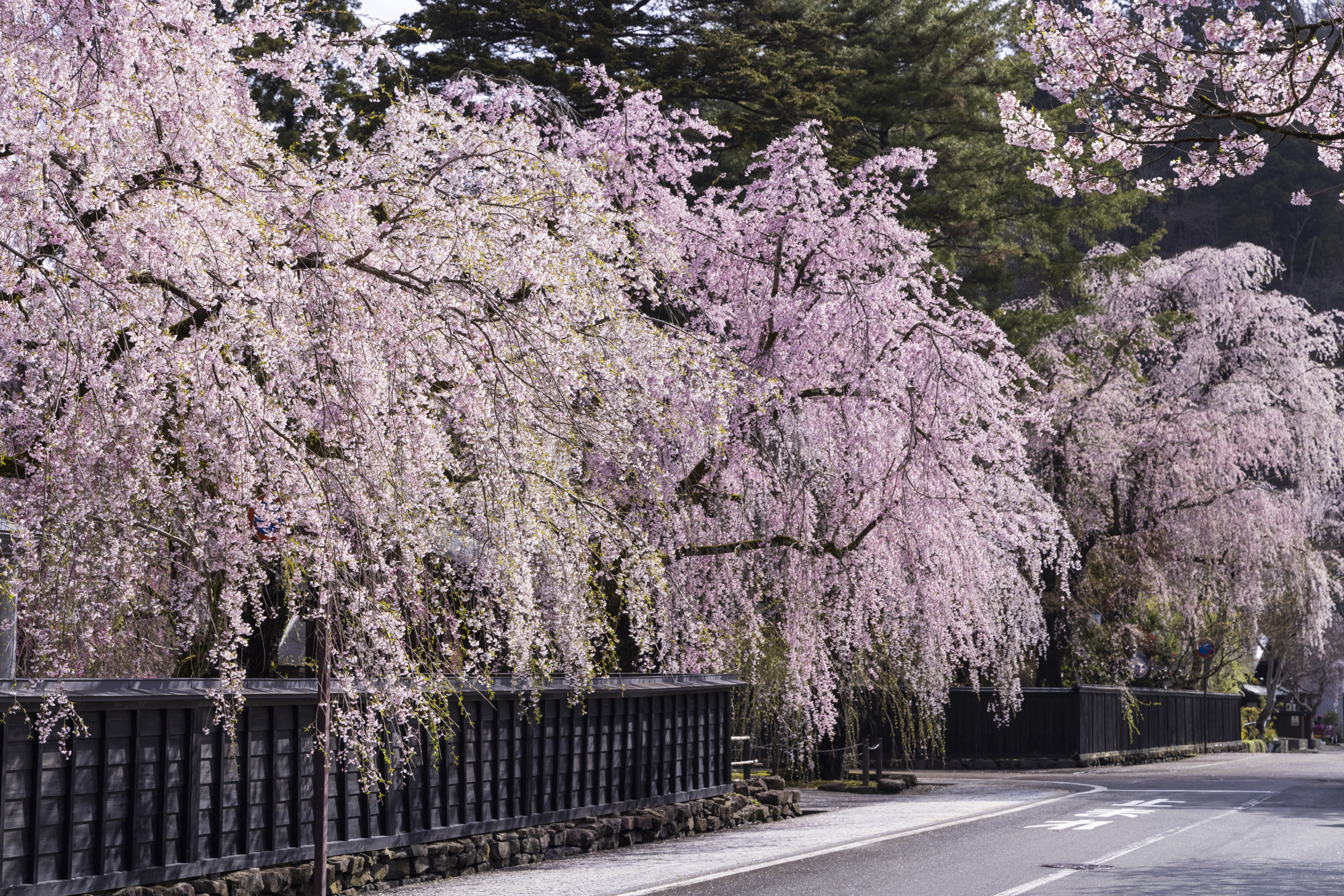 撮影：館野二朗（2021年4月19日撮影）<br><span class="fnt-85">EOS R5／RF24-105mm F4 L IS USM／70mm／マニュアル露出（1/200秒・F8）／ISO  320</span>