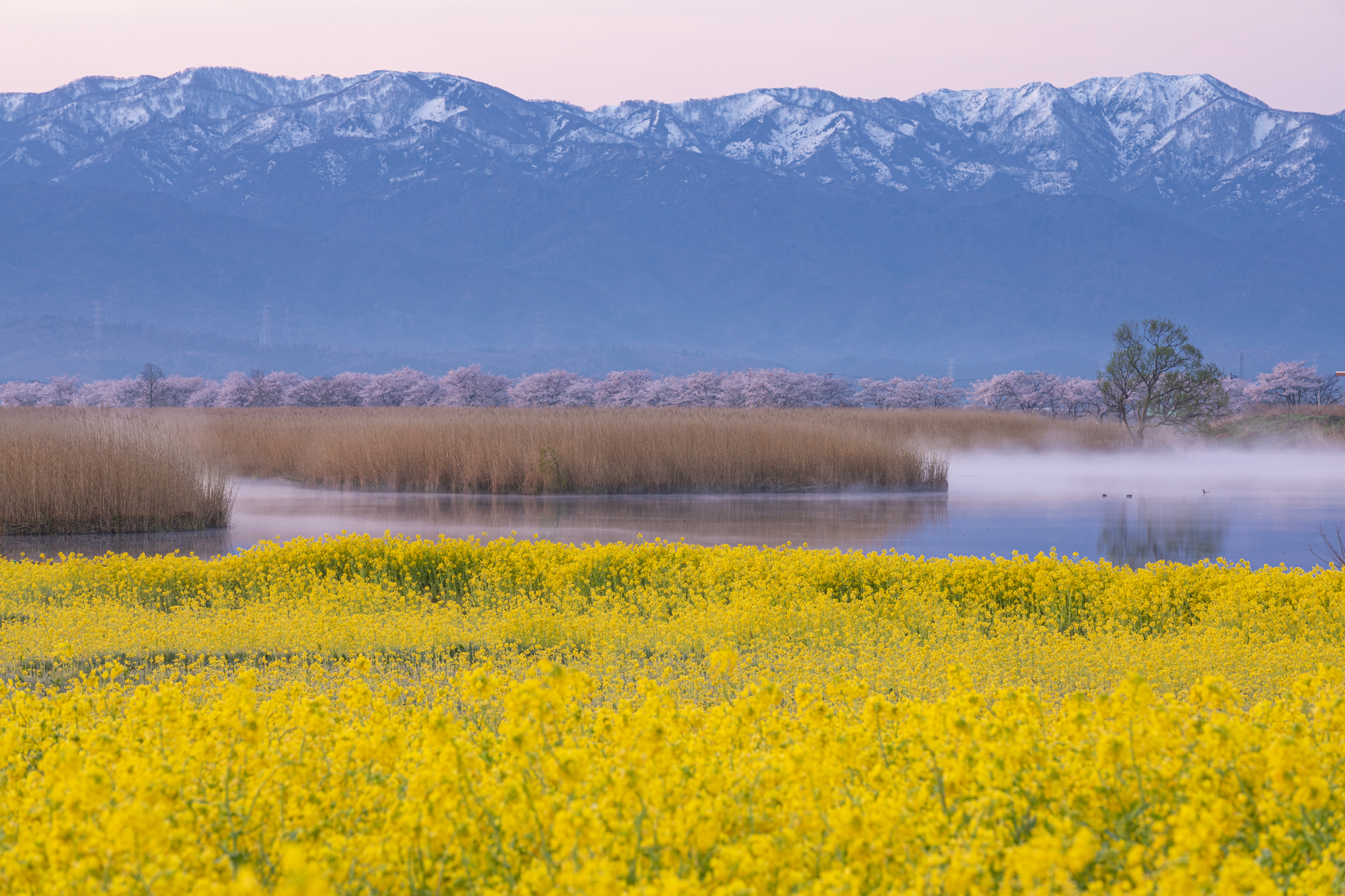 残雪の山並みを背景に、菜の花と湖潟の靄、そして奥には桜並木と、春らしいコントラストを表現した<br>撮影：館野二朗（2019年4月17日撮影）<br><span class="fnt-85">EOS 5D Mark IV／EF70-200mm F2.8L IS II USM／160mm／マニュアル露出（1.6秒・F14）／ISO 100／WB: 4800K</span>