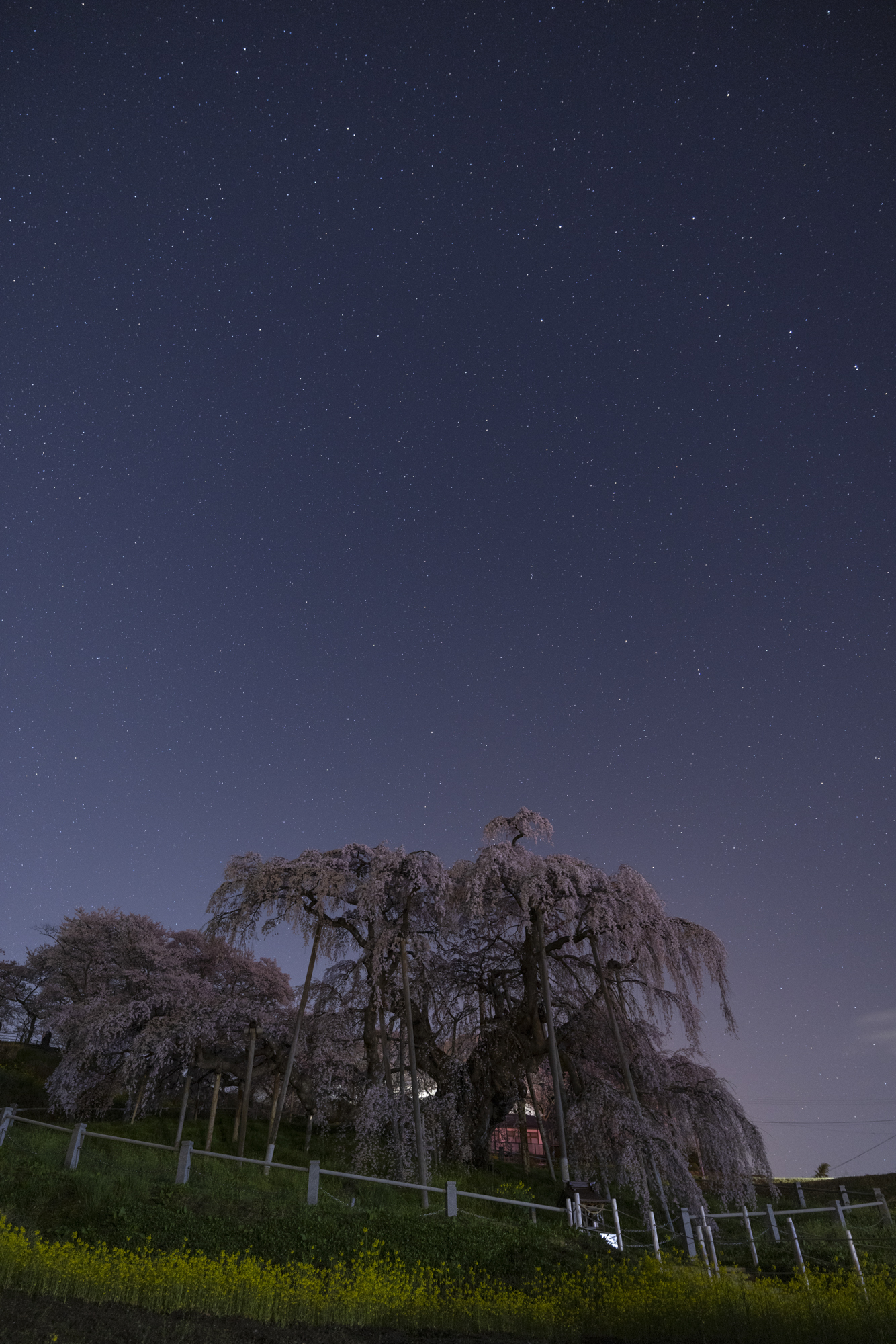 滝桜はライトアップもされるが、この写真はライトアップが終了してから、近くの街灯の灯りで撮影している。<br>撮影：館野二朗（2021年4月5日撮影）<br>EOS R5／RF24-105mm F4 L IS USM／21mm／マニュアル露出（15秒・F2.8）／ISO 2000／WB: 4000K@@