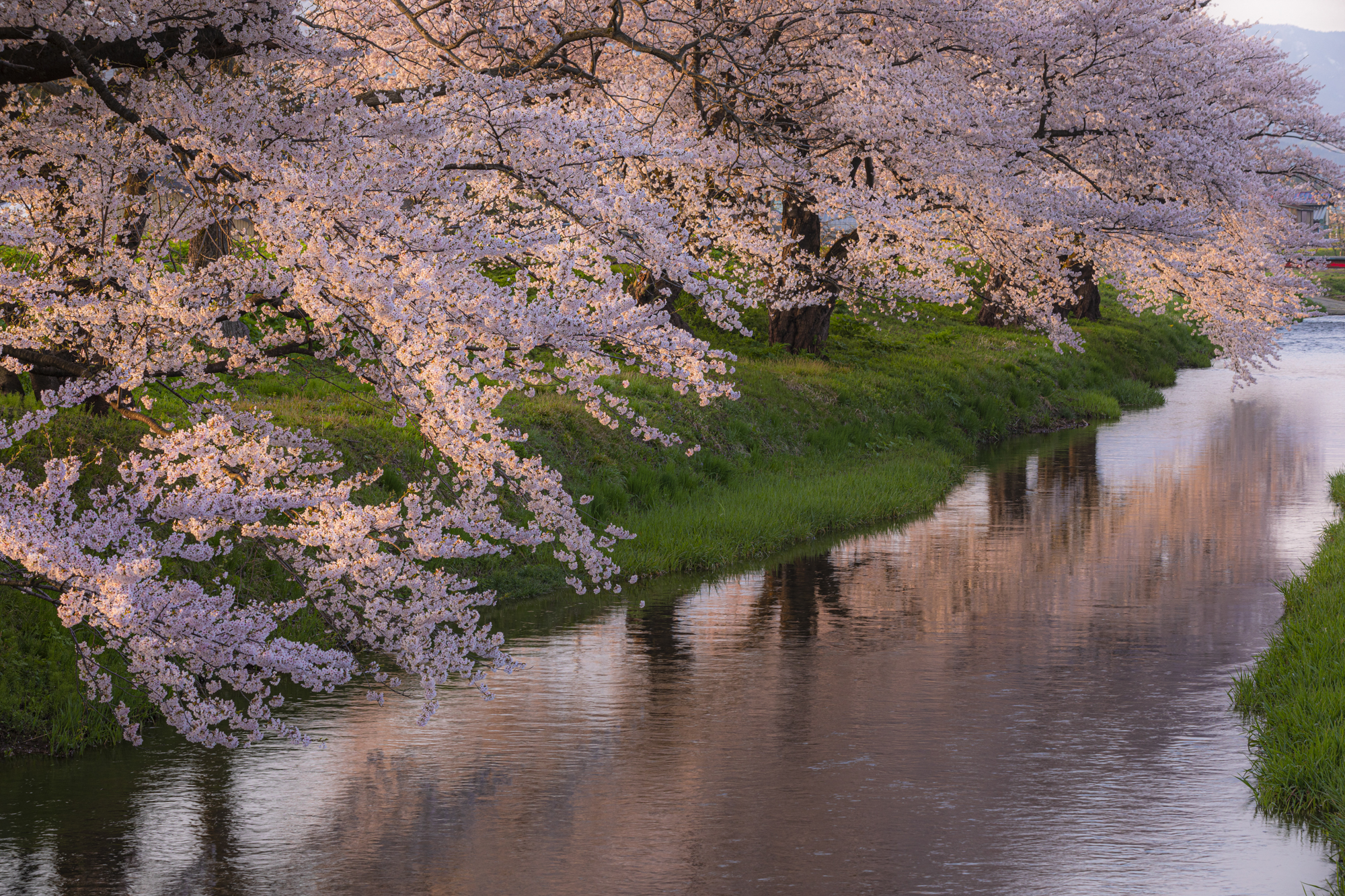朝日を受けた赤い桜は、川に反射し流れまでも桜色に染めてくれた。草の緑とのコントラストも美しい<br>撮影：館野二朗（2019年4月22日撮影）<br><span class="fnt-85">EOS 5D Mark IV／EF70-200mm F2.8L IS II USM／102mm／マニュアル露出（1/8秒・F11）／ISO 100／WB: 4800K</span>