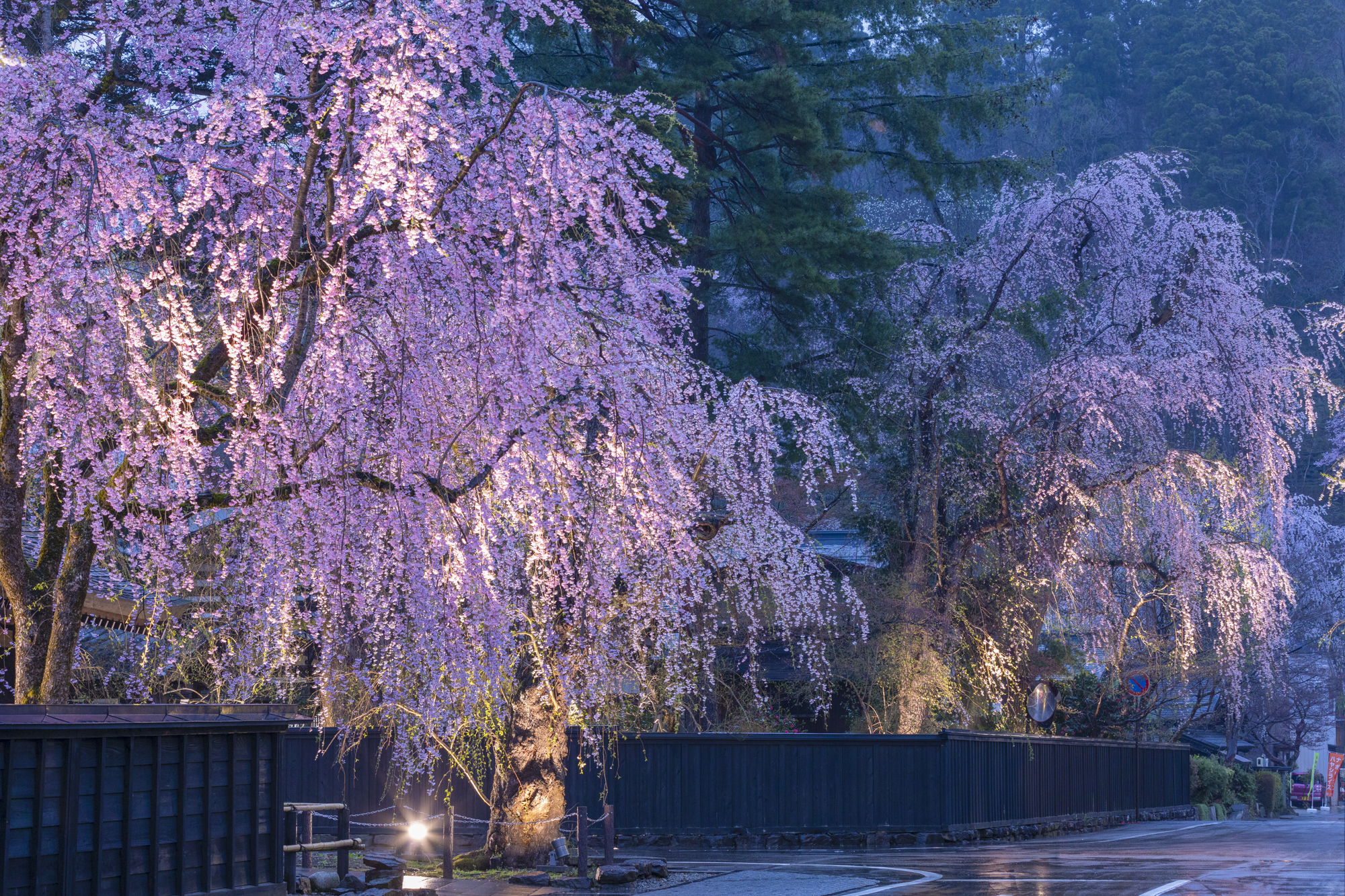 樺細工伝承館前は一番人気のスポット。この時は雨が降っていたので、しっとりとした桜を撮ることができた<br>撮影：館野二朗（2022年4月20日撮影）<br><span class="fnt-85">EOS 5D Mark IV／EF70-200mm F2.8L IS II USM／85mm／マニュアル露出（0.8秒・F8）／ISO 800／WB: 4800K</span>