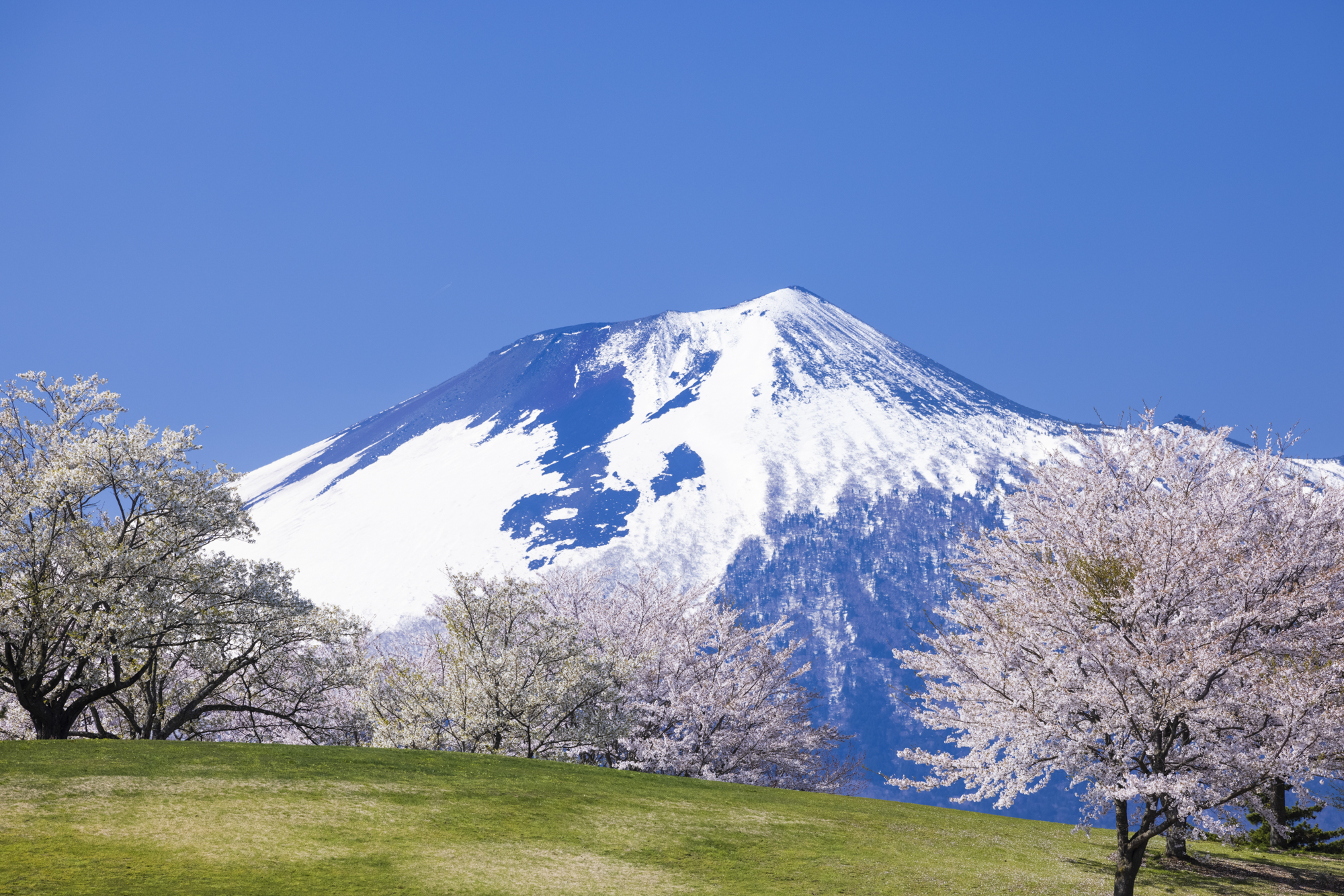 為内の一本桜から徒歩15分程にある松尾総合運動公園。ここも沢山の桜があり、岩手山と合わせて撮影できる<br>撮影：館野二朗（2021年4月27日撮影）<br><span class="fnt-85">EOS R5／RF70-200mm F4 L IS USM／200mm／マニュアル露出（1/40秒・F11）／ISO 200／WB: 4800K</span>