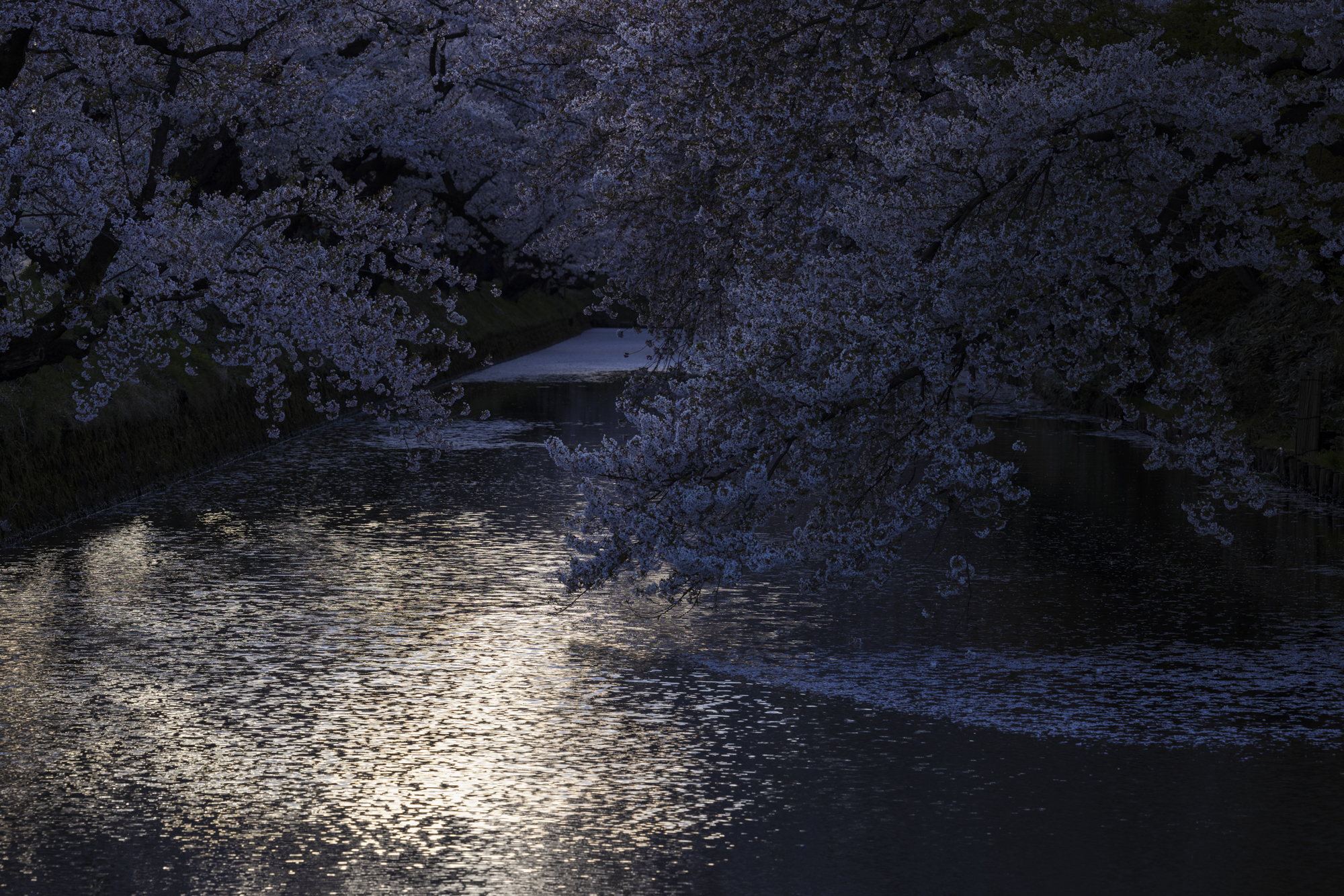 お濠はまだ花筏の状態にはなっていない。しかし、夕暮れの残った光がキラキラと印象的だったので、アンダー気味に撮影した<br>撮影：館野二朗（2021年4月22日撮影）<br><span class="fnt-85">EOS R5／RF70-200mm F4 L IS USM／141mm／マニュアル露出（1/160秒・F8）／ISO 400／WB: 4800K</span>
