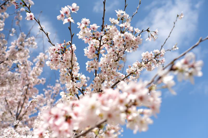 東京の桜は散り始めてしまいました。青空バックの希少なショット。コシナ・フォクトレンダーのXマウントレンズはフォーカスリングを回すのに連動してライブビュー表示を拡大できます。絞りは開き気味ですが描写性能もたいへん優秀です。<br>X-E4／NOKTON 23mm F1.2 Aspherical／絞り優先オート（F2.8・1/4,000秒）／ISO160