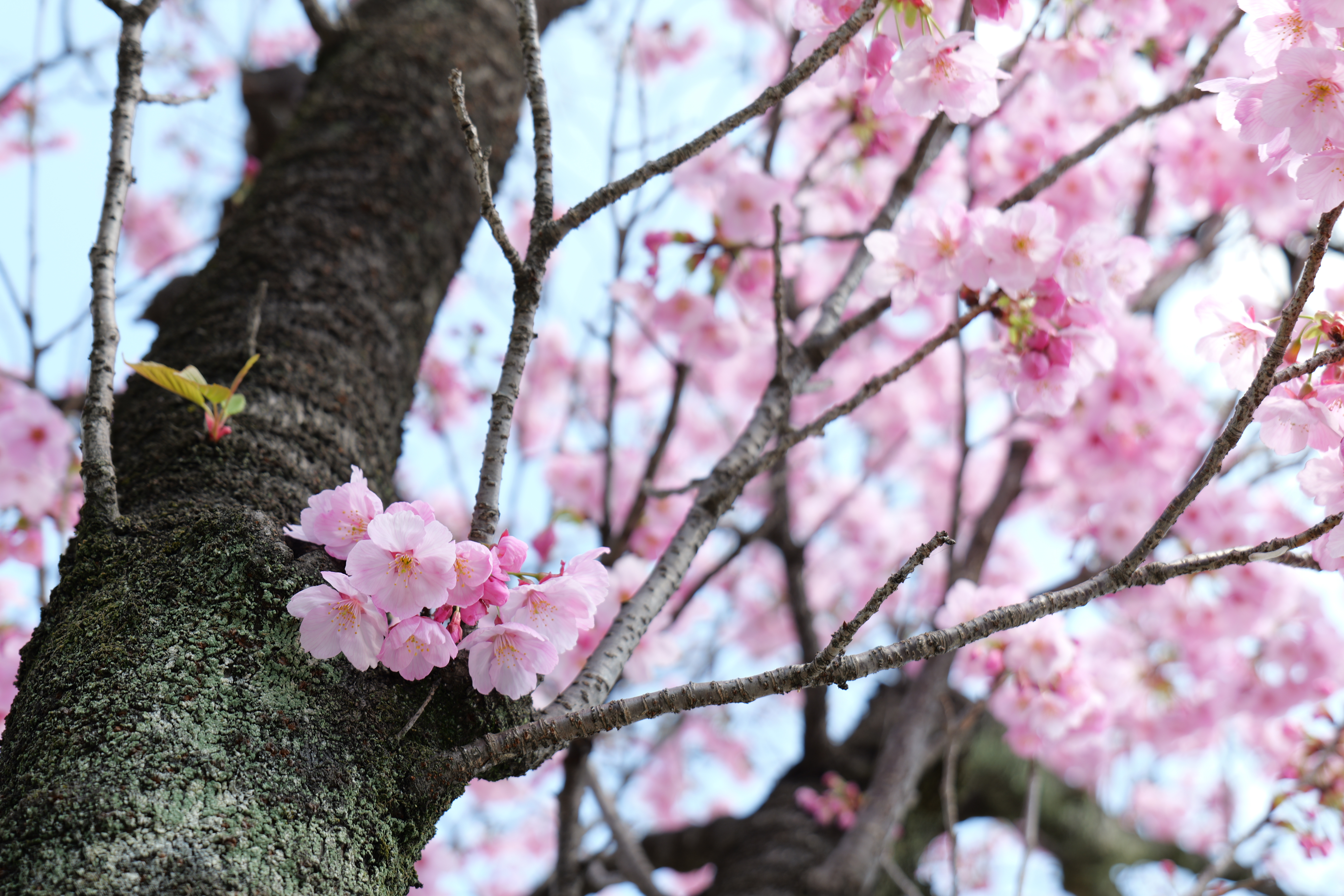 フォトスタイルは「ヴィヴィッド」を選択。色乗りがよく、鮮明でクリアな画像だ。フォトスタイルにはそのほか「風景」や「人物」、「モノクローム」などを搭載。好みでパラメータが調整できるので、自分だけのフォトスタイルをつくってみるのも面白いだろう。<br><span class="fnt-85">LUMIX S5II／LUMIX S 20-60mm F3.5-5.6／絞り優先AE（F5.6、1/80秒、+1.3EV）／ISO 100／WBオート</span>
