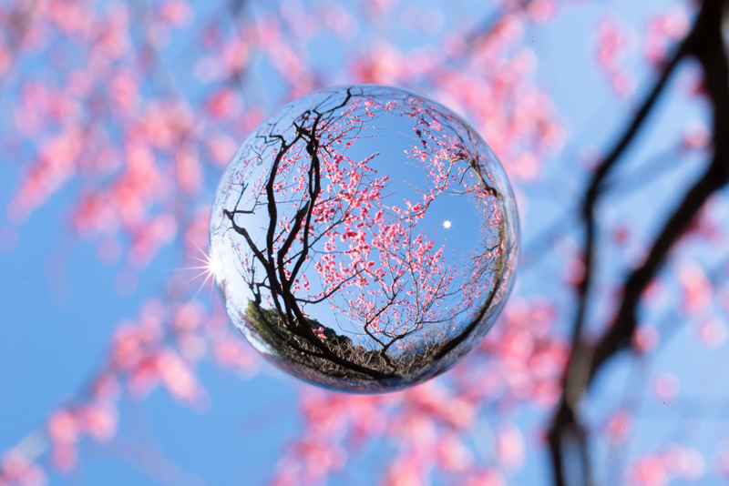 玉のエッジがくっきり写っているが周囲のボケはきれい。光条も美しい。