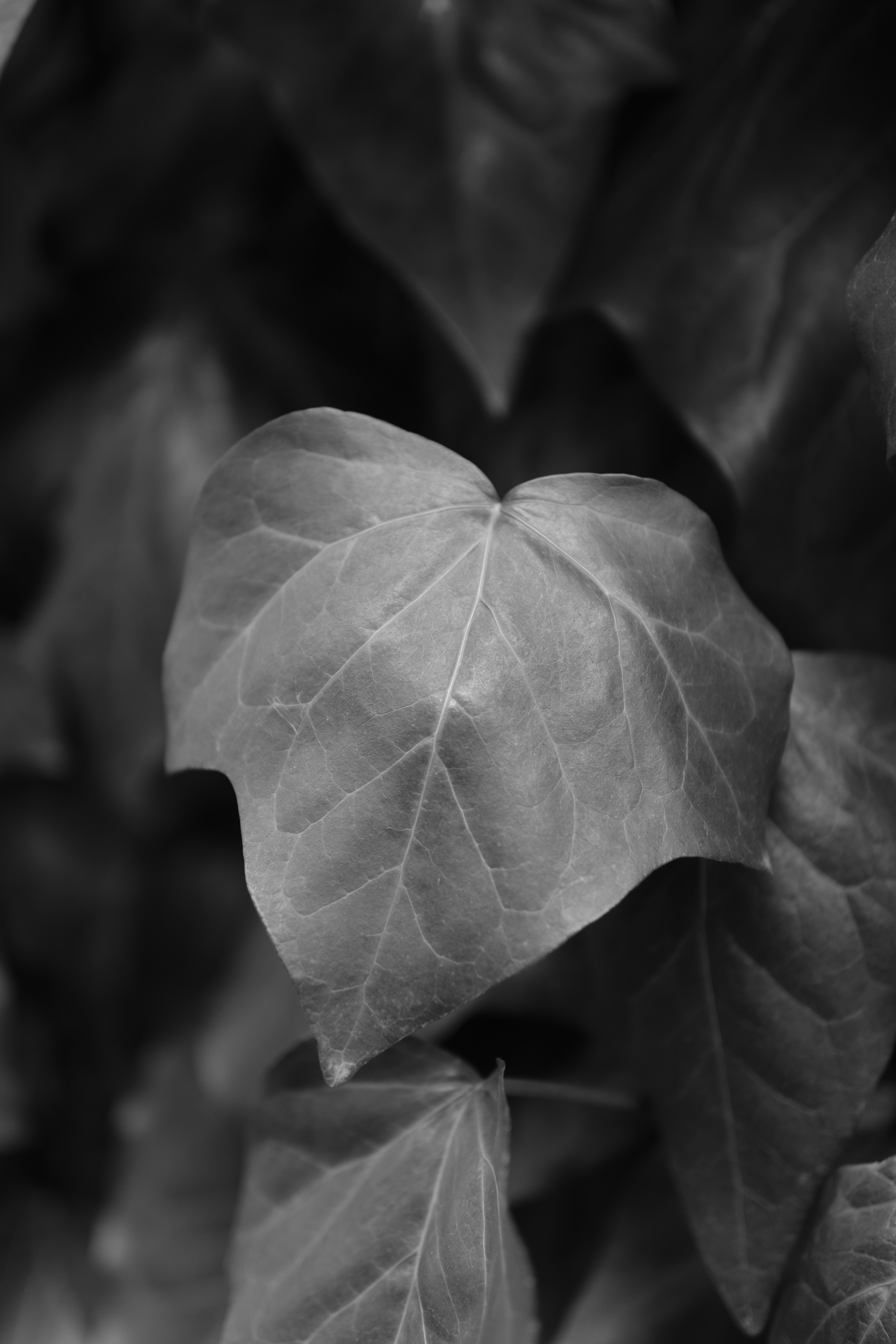 ACROS（フィルターなし）