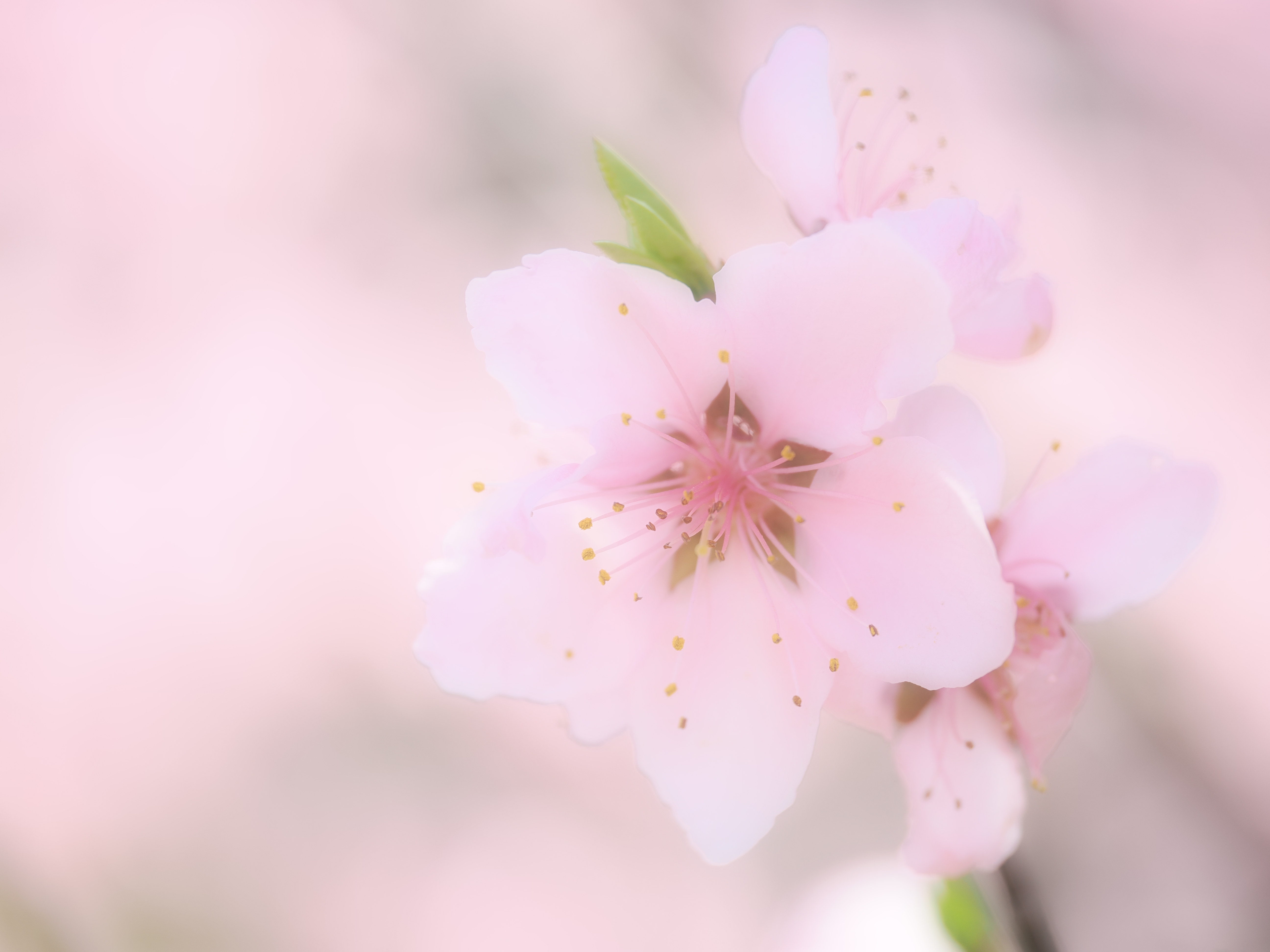 OM-1／M.ZUIKO DIGITAL ED 90mm F3.5 MACRO IS PRO／90mm（180mm相当）／絞り優先AE（1/200秒・F3.5・+1.7EV）／ISO 200