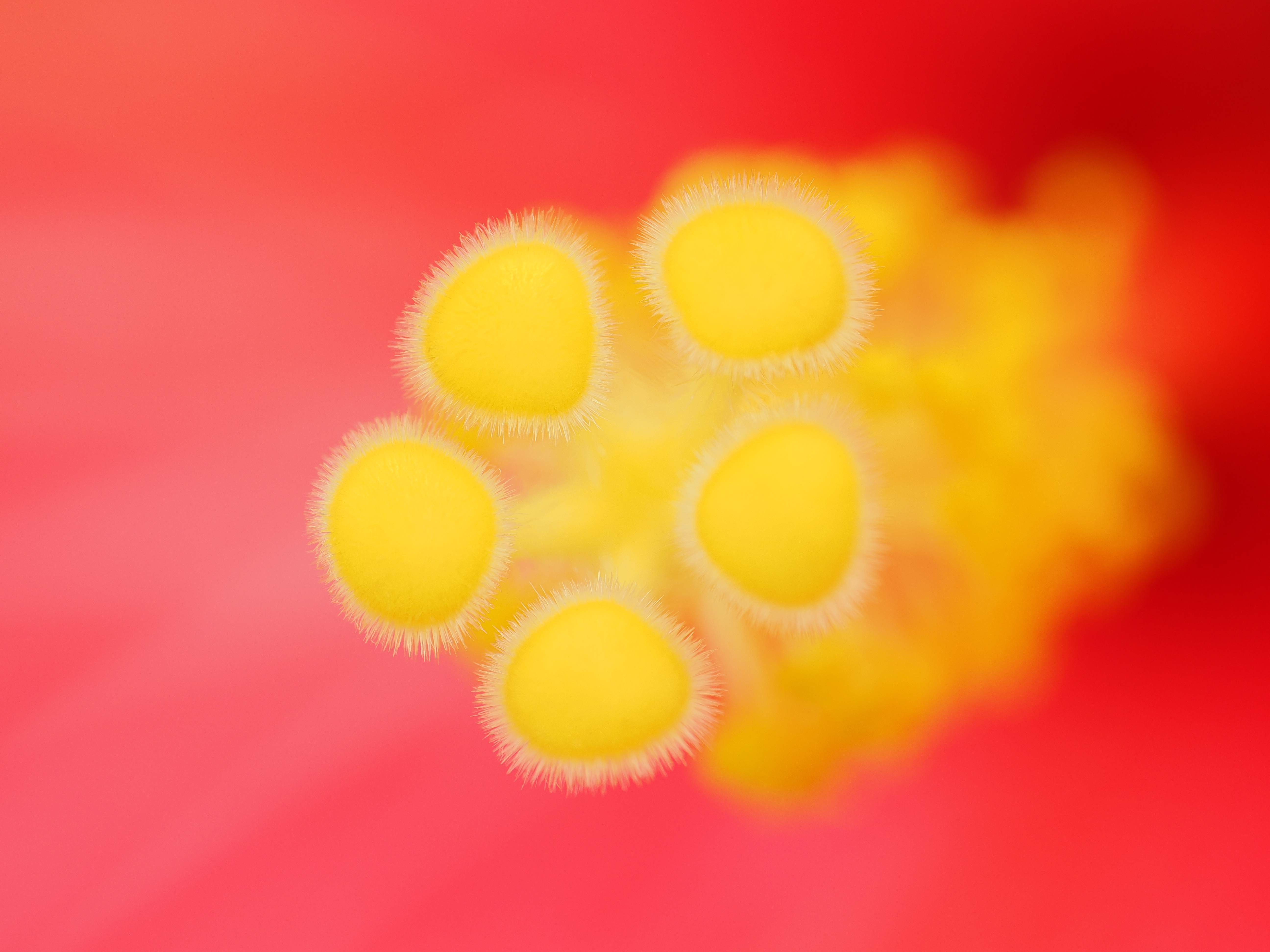 OM-1／M.ZUIKO DIGITAL ED 90mm F3.5 MACRO IS PRO／90mm（180mm相当）／絞り優先AE（1/60秒・F5・+1.3EV）／ISO 400