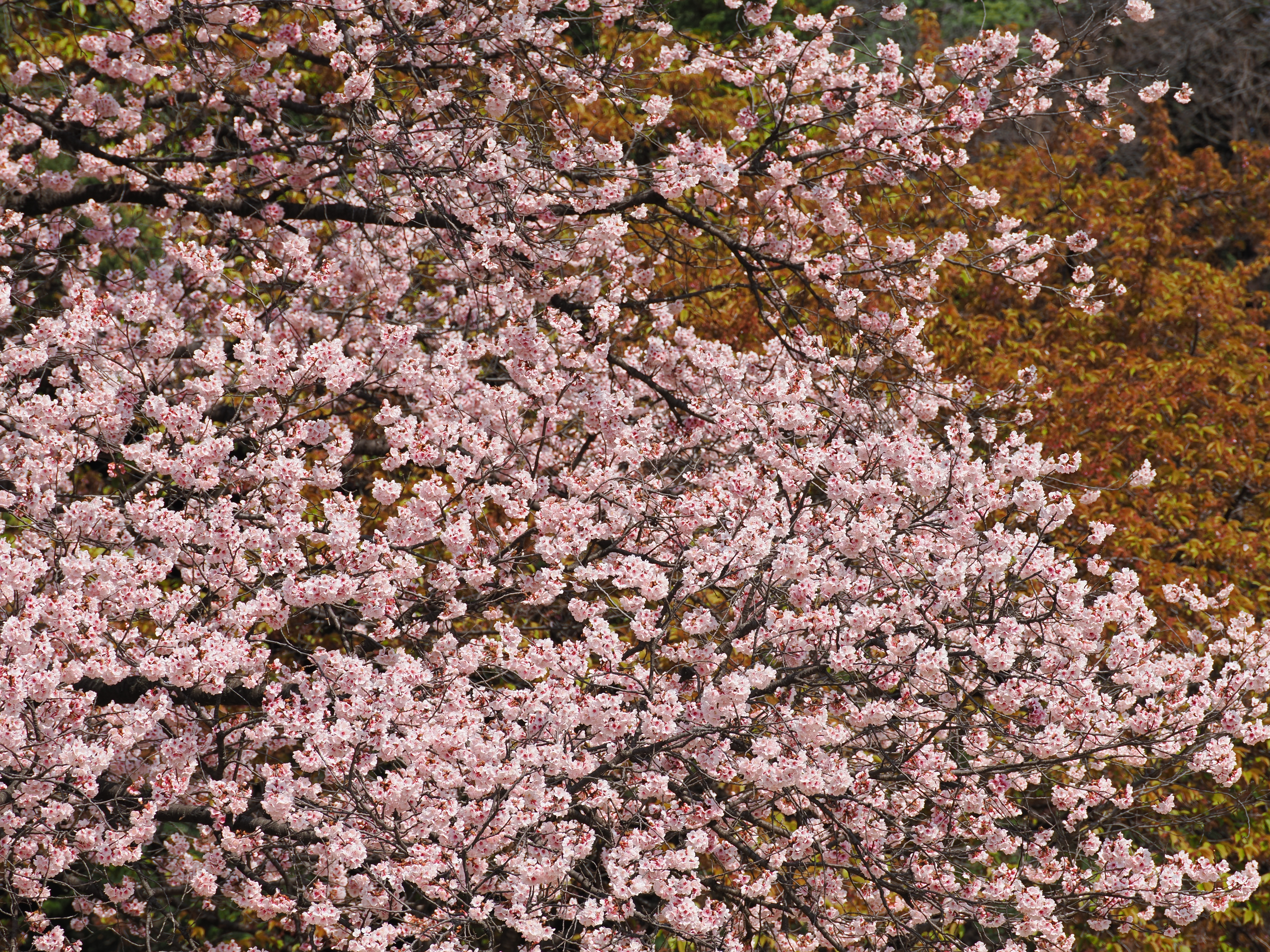 OM-1／M.ZUIKO DIGITAL ED 90mm F3.5 MACRO IS PRO／90mm（180mm相当）／絞り優先AE（1/400秒・F5.6・+0.3EV）／ISO 200