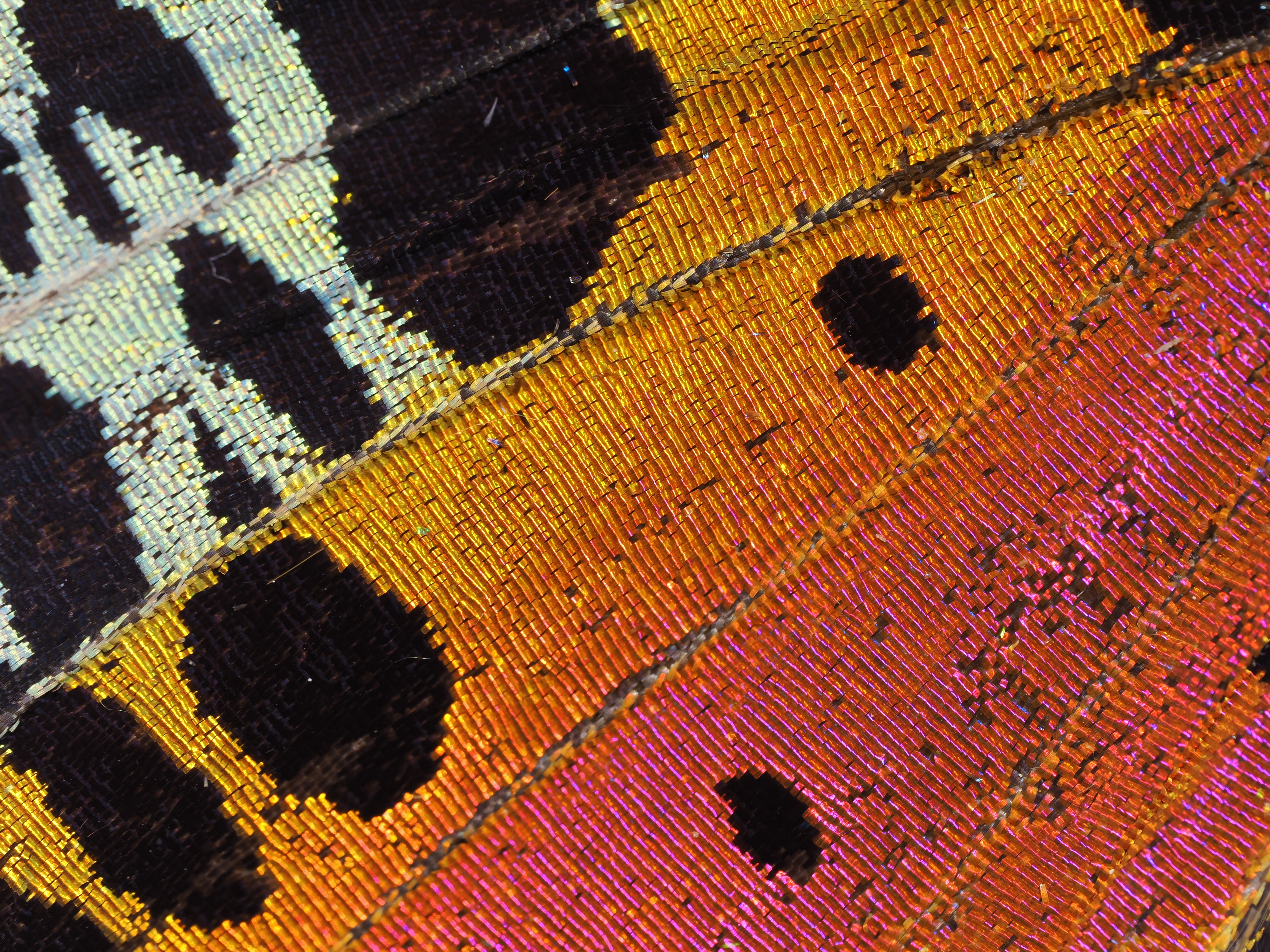 OM-1／M.ZUIKO DIGITAL ED 90mm F3.5 MACRO IS PRO／90mm（180mm相当）／絞り優先AE（0.6秒・F8.0・±0.0EV）／ISO 200