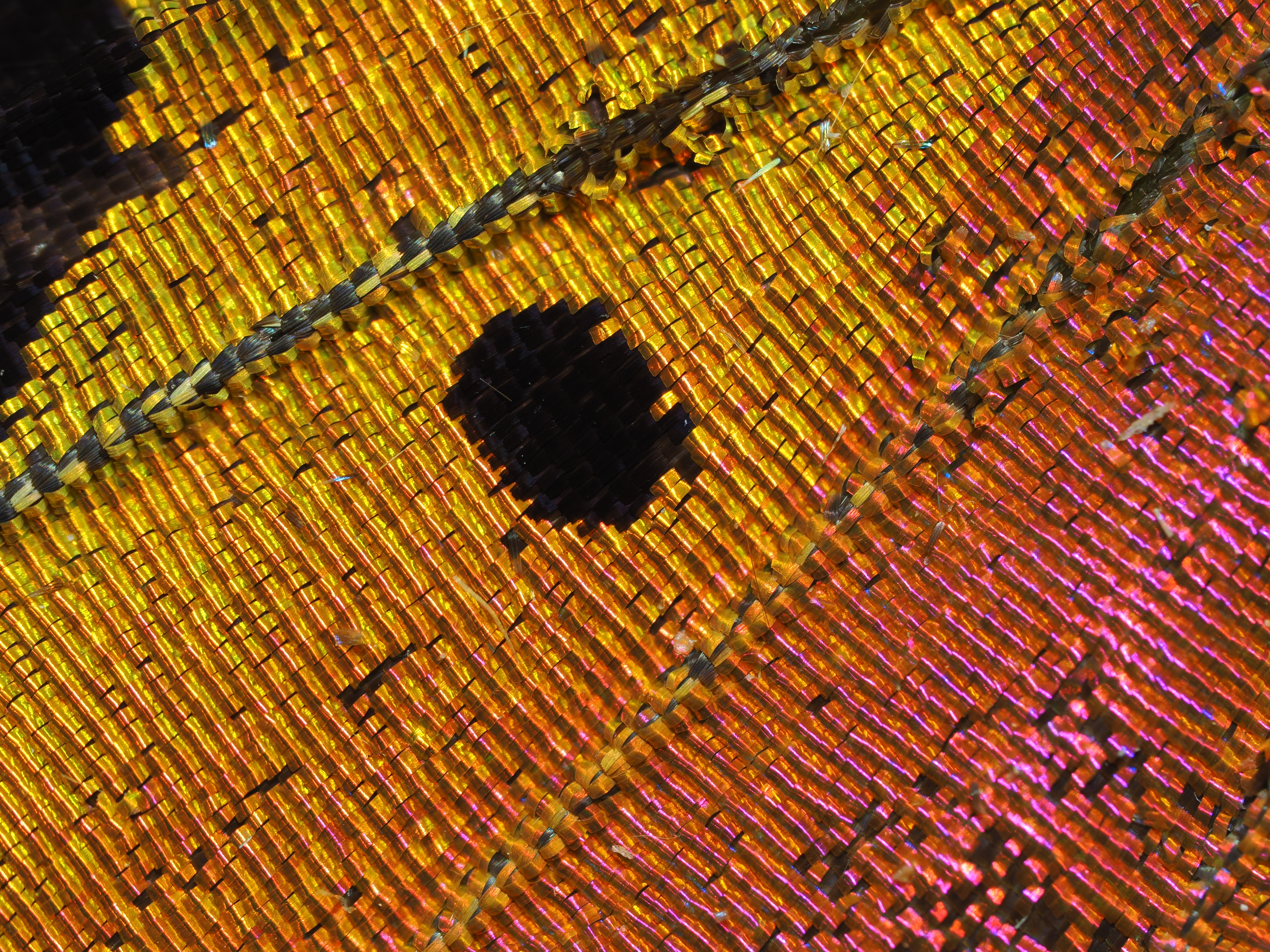 OM-1／M.ZUIKO DIGITAL ED 90mm F3.5 MACRO IS PRO／90mm（180mm相当）／絞り優先AE（1.0秒・F8.0・±0.0EV）／ISO 200