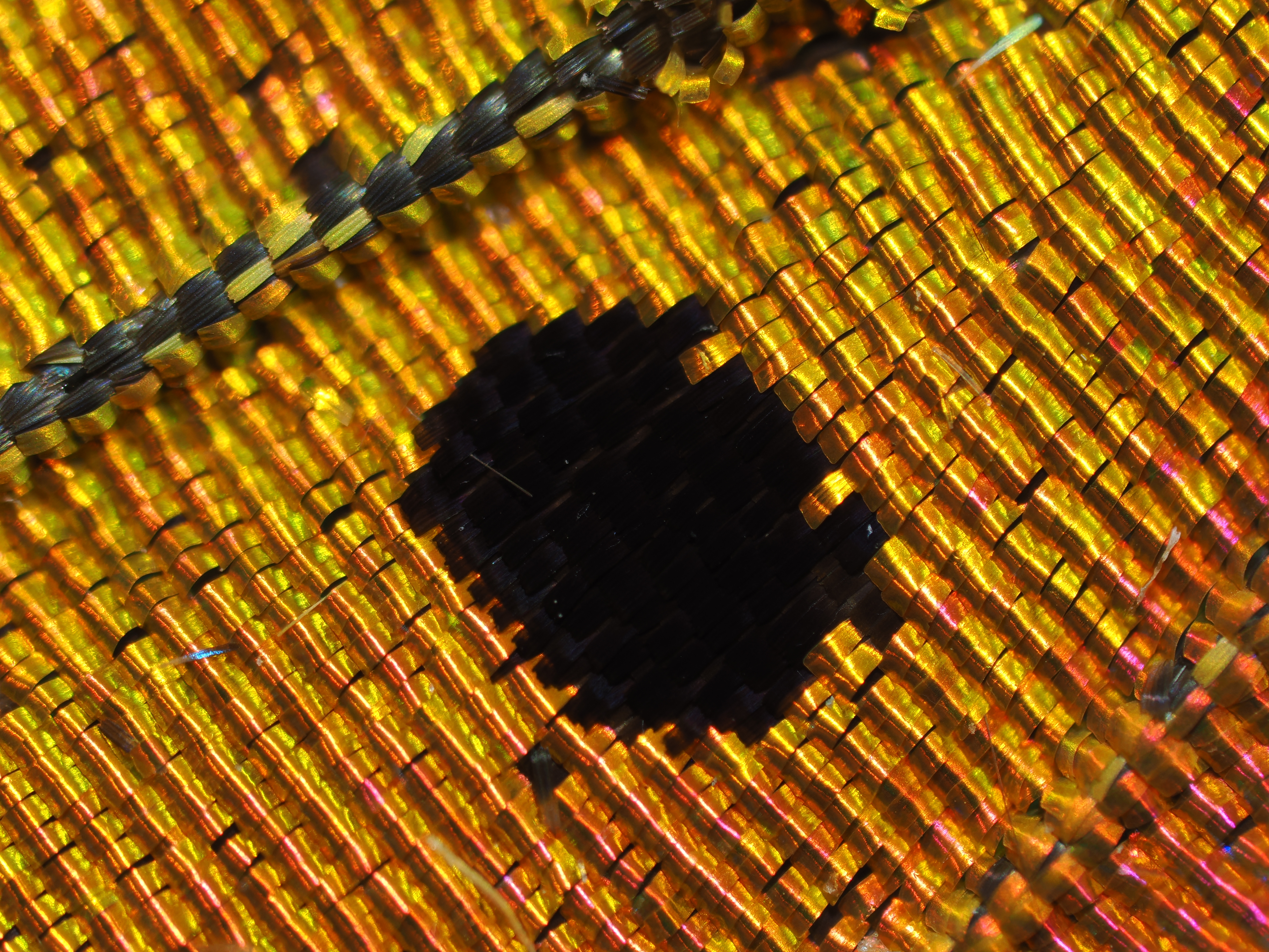 OM-1／M.ZUIKO DIGITAL ED 90mm F3.5 MACRO IS PRO／180mm（360mm相当）／絞り優先AE（1.6秒・F11・-0.7EV）／ISO 200／MC-20使用