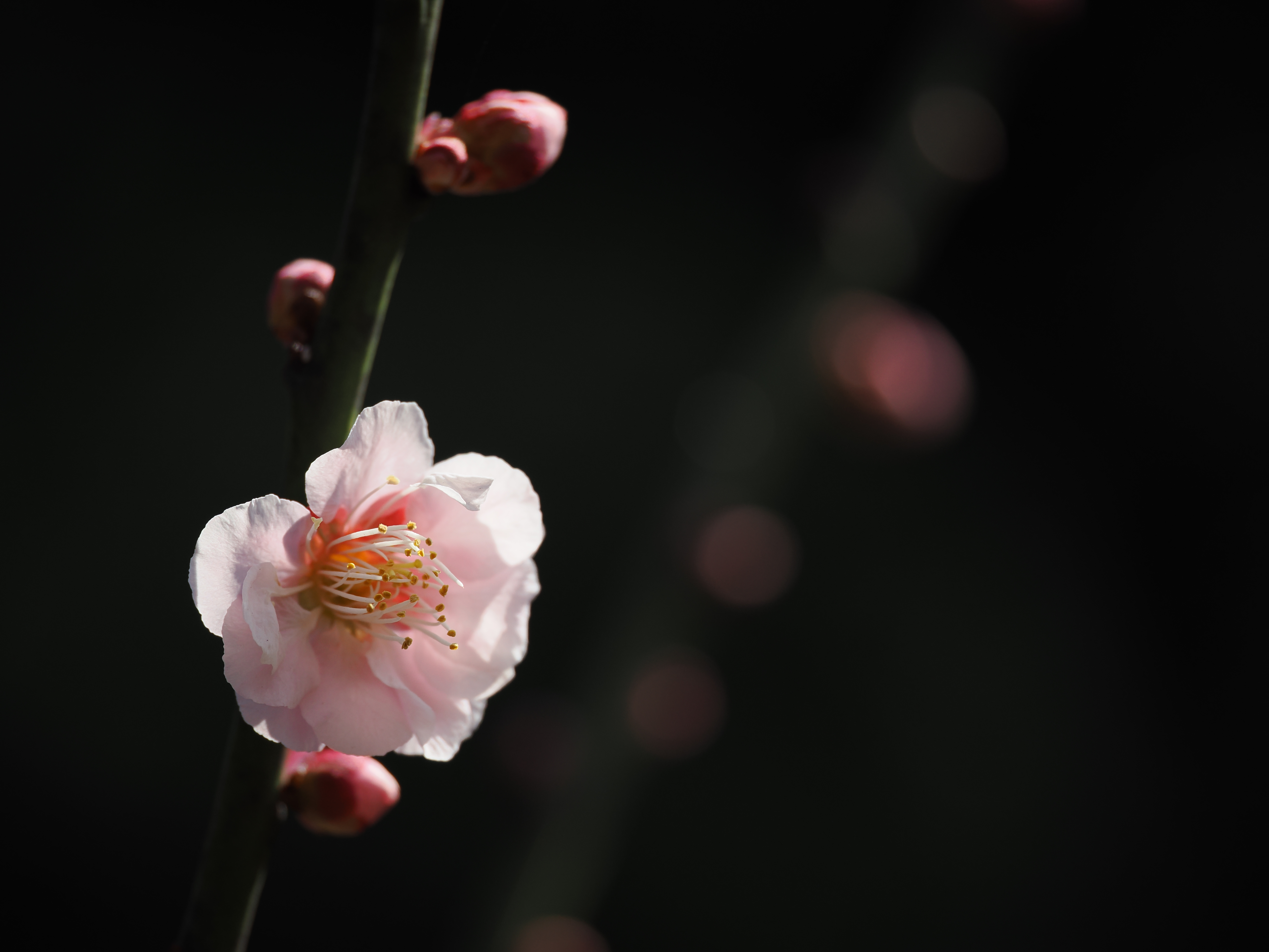 OM-1／M.ZUIKO DIGITAL ED 90mm F3.5 MACRO IS PRO／90mm（180mm相当）／絞り優先AE（1/1,000秒・F3.5・-1.3EV）／ISO 200