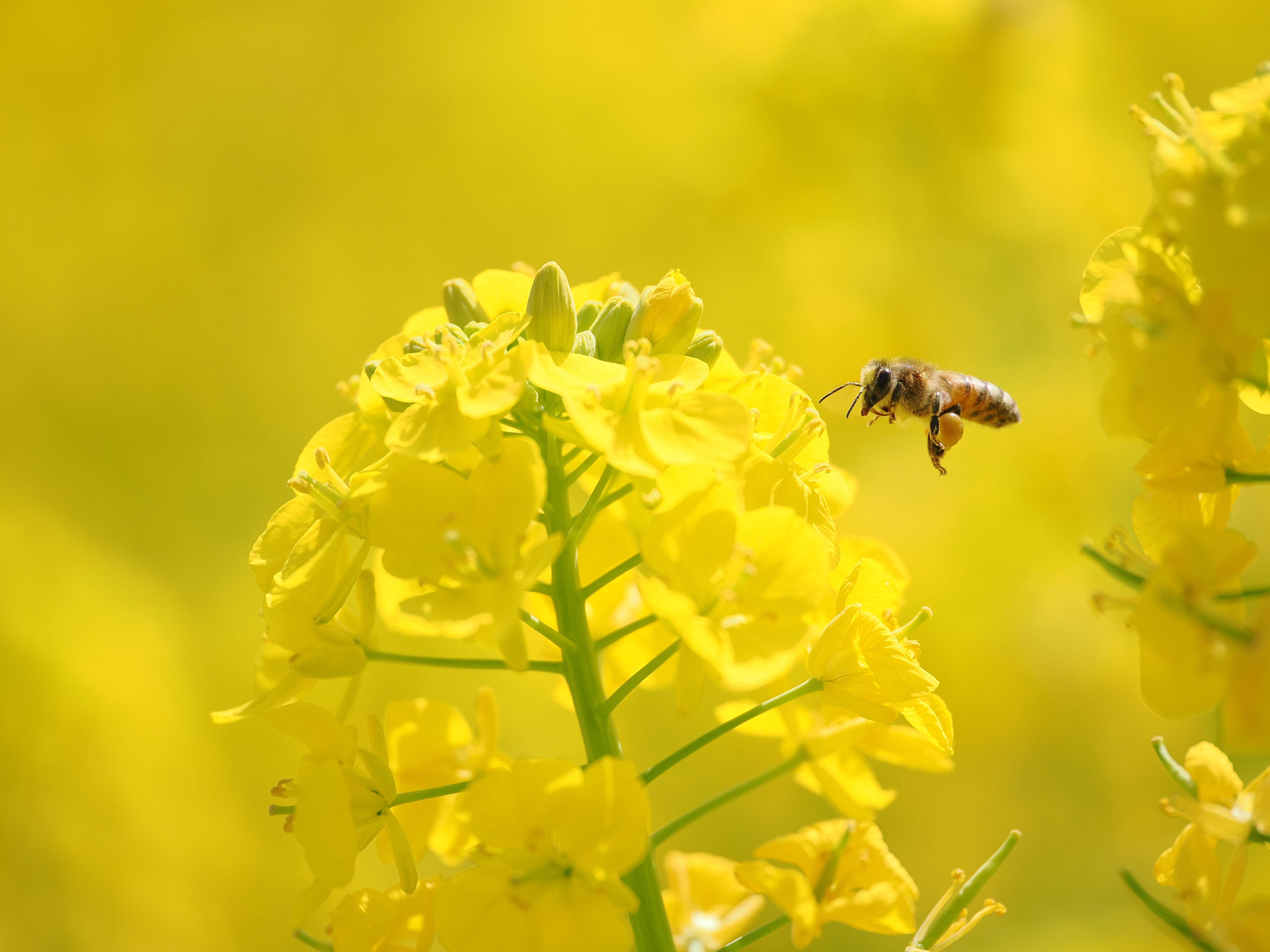 OM-1／M.ZUIKO DIGITAL ED 90mm F3.5 MACRO IS PRO／90mm（180mm相当）／絞り優先AE（1/4,000秒・F3.5・+1.0EV）／ISO 400