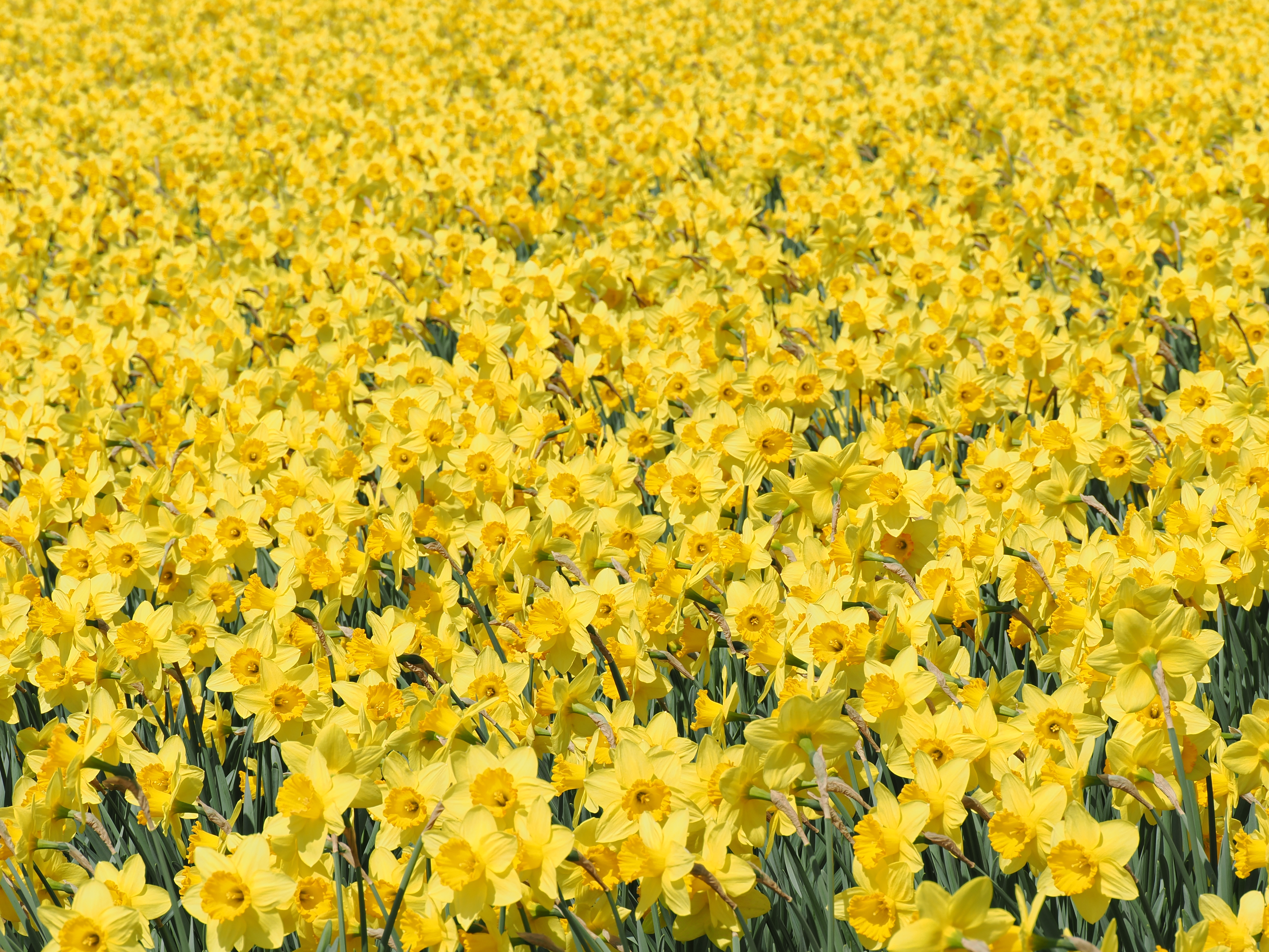 OM-1／M.ZUIKO DIGITAL ED 90mm F3.5 MACRO IS PRO／90mm（180mm相当）／絞り優先AE（1/100秒・F11・+1.0EV）／ISO 200