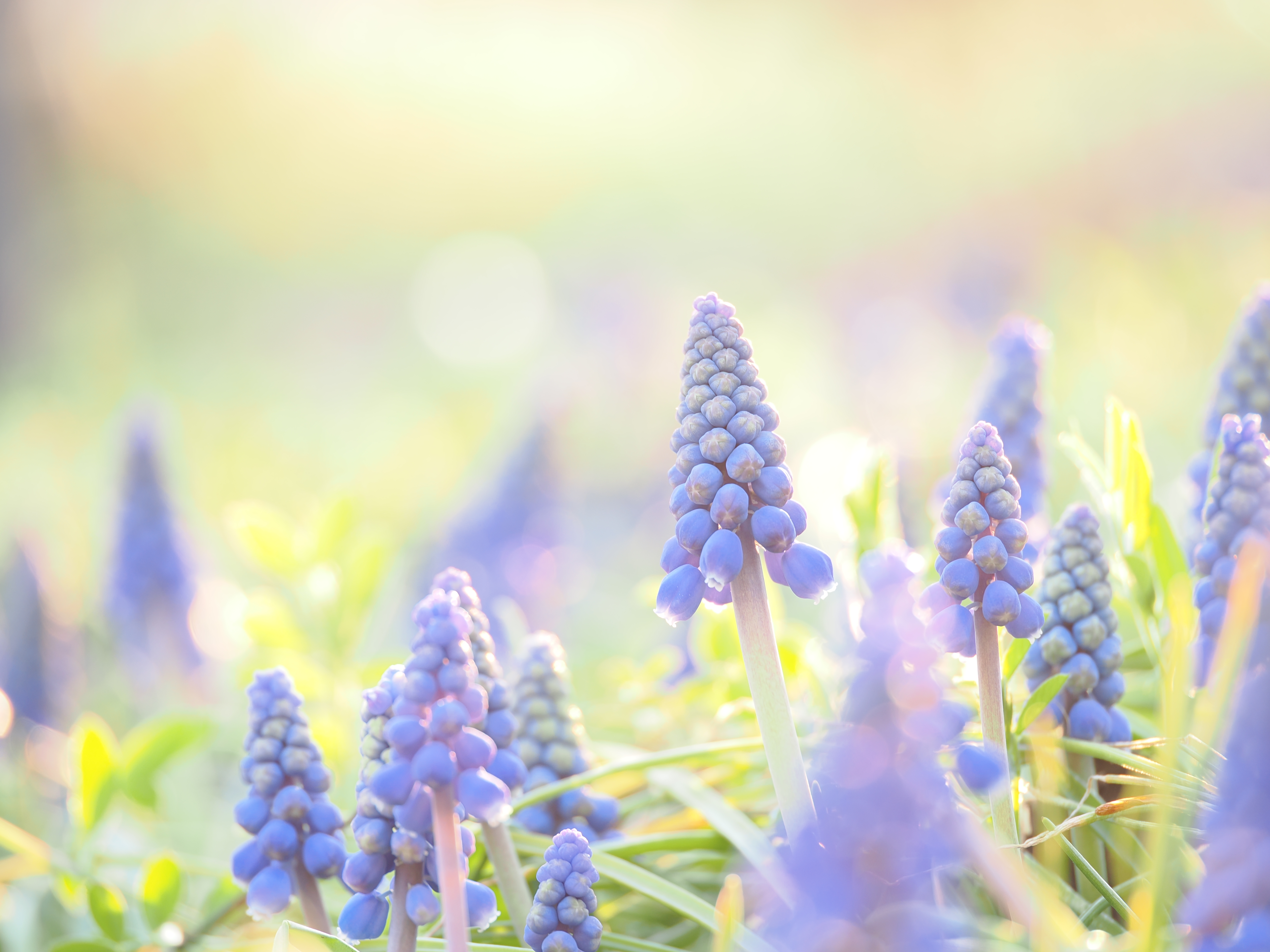 OM-1／M.ZUIKO DIGITAL ED 90mm F3.5 MACRO IS PRO／90mm（180mm相当）／絞り優先AE（1/40秒・F3.5・+2.3EV）／ISO 200