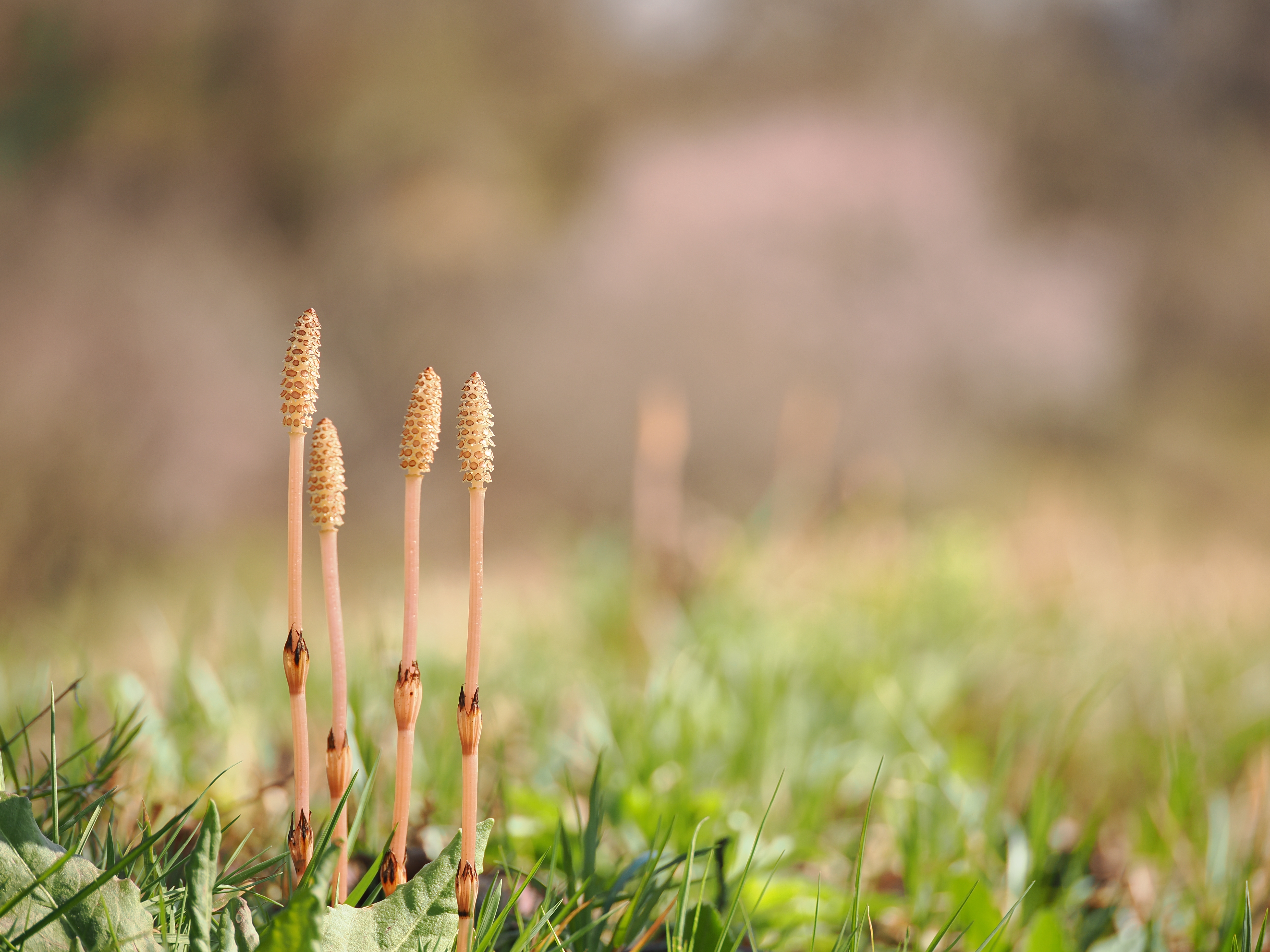 OM-1／M.ZUIKO DIGITAL ED 90mm F3.5 MACRO IS PRO／90mm（180mm相当）／絞り優先AE（1/800秒・F3.5・+0.7EV）／ISO 200
