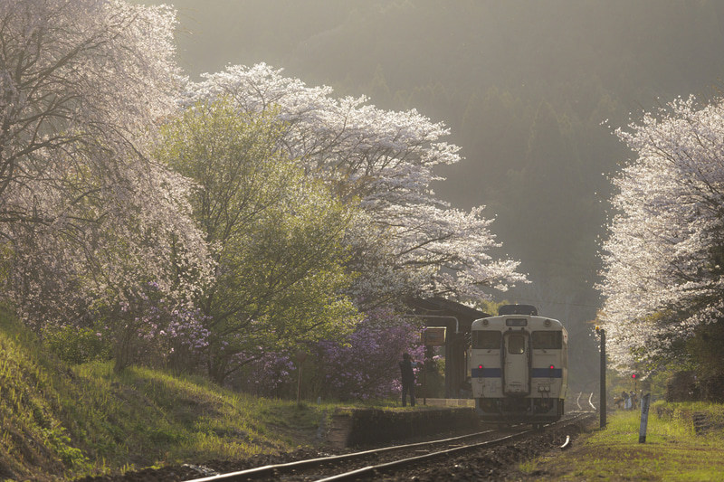 春の嘉例川駅に咲く満開の桜に、傾き始めた太陽の光が差し込み、透過光が柔らかく桜の花びらを浮かび上がらせる。華やかさと侘しさを望遠レンズの圧縮効果を生かして切り取った<br><span class="fnt-85">EOS R8／RF100-400mm F5.6-8 IS USM／248mm／マニュアル露出（F7.1、1/640秒）／ISO 800／WB：オート</span>