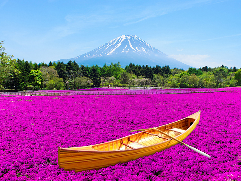 ピンクの海を旅する小舟　※イメージ