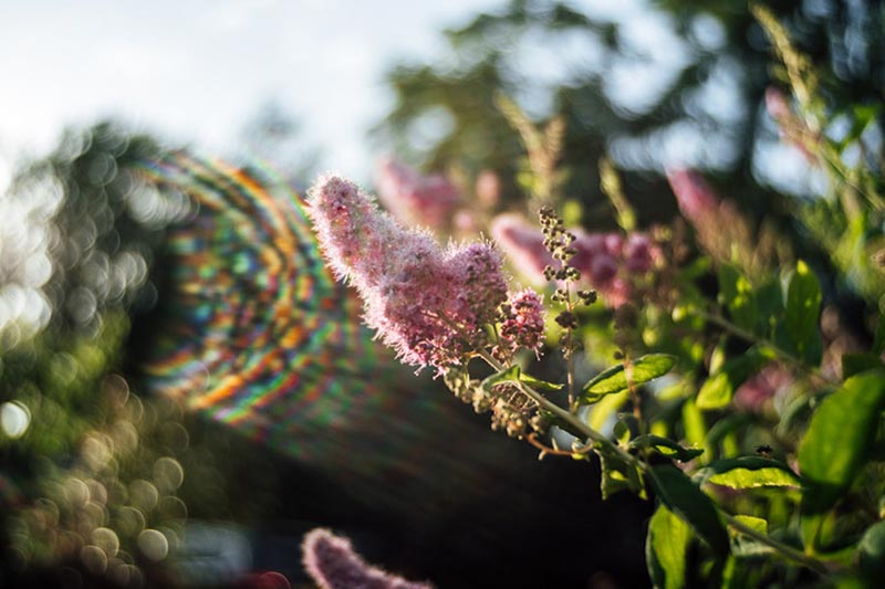 Trioplan 35mm F2.8 II作例（ソニーEマウント用）