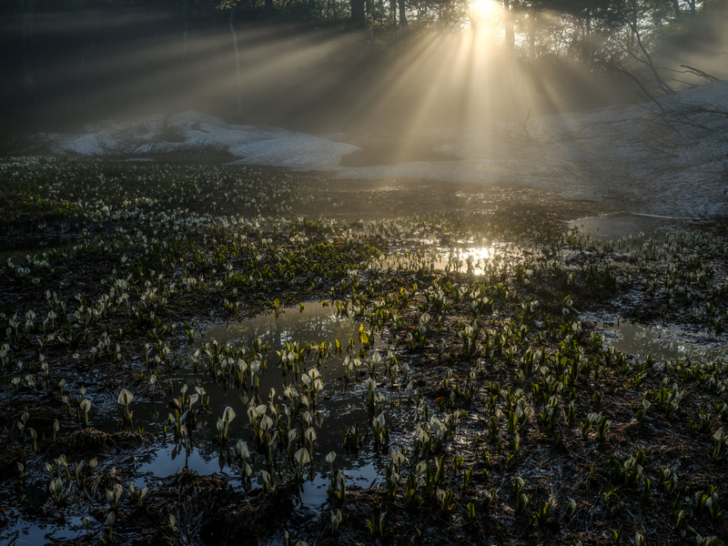 朝の逆光でミズバショウが輝く様子に圧倒させられた。センターポールを省いたLSシリーズはローポジションへ素早く移行できるので、突然の光芒にも対応できた<br><span class="fnt-85">FUJIFILM GFX 50S／GF45-100mmF4 R LM OIS／45mm（36mm相当）／絞り優先AE（F22、1/20秒、－1.7EV）／ISO 400／WB：オート</span>