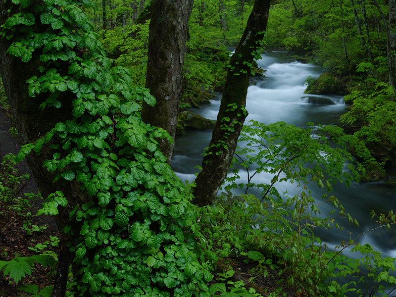 降り続く雨に渓流脇の森が緑盛を謳っていた。雨天の撮影では傘立てが必須。雨による機材トラブルを避けるためにも付属のアンブレラホルダーは強い味方だ<br><span class="fnt-85">FUJIFILM GFX 50S／GF45-100mmF4 R LM OIS WR／78mm（62mm相当）／絞り優先AE（F22、2.5秒、－0.7EV）／ISO 400／WB：オート</span>