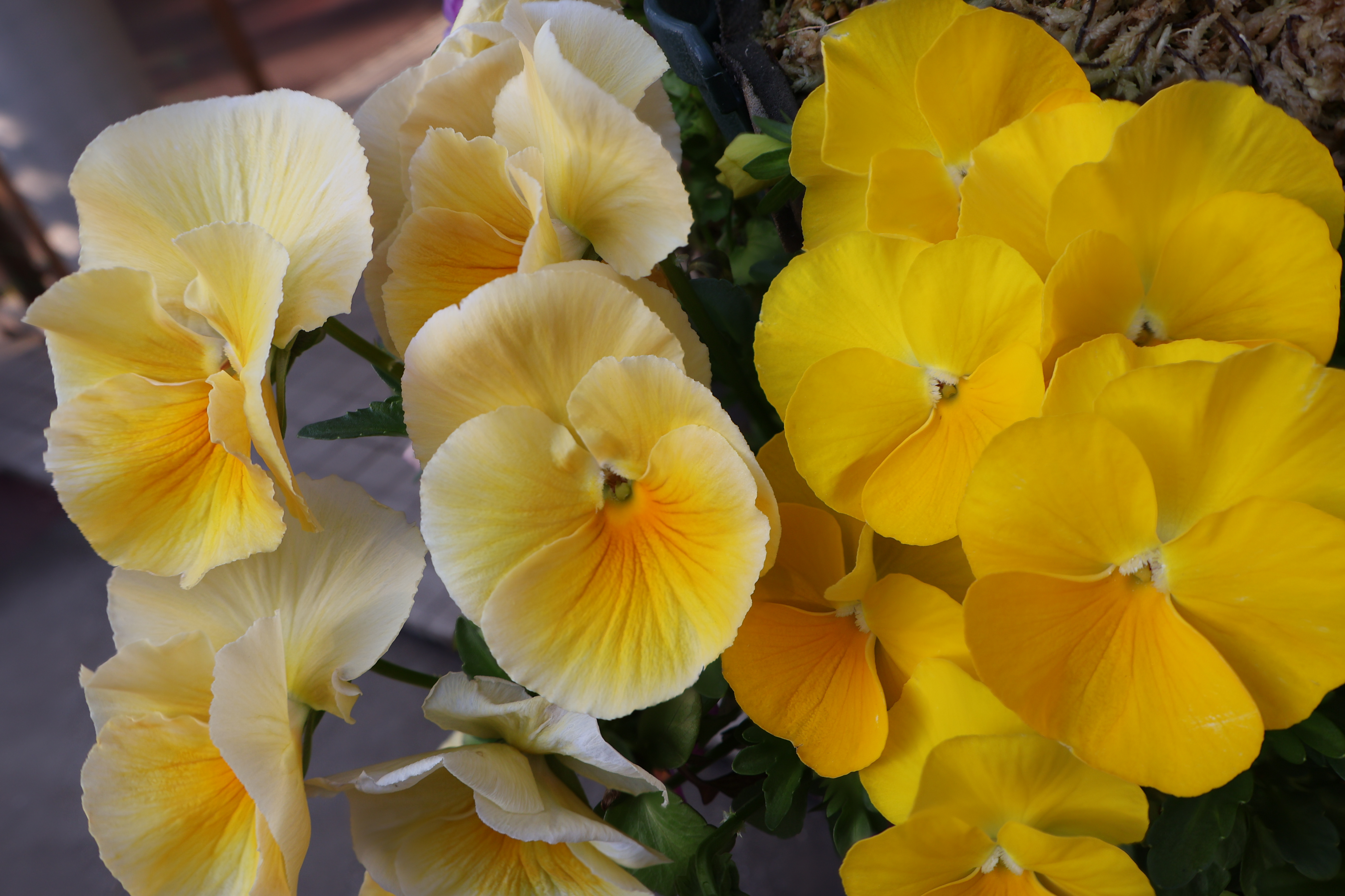 EOS R50／RF-S18-45mm F4.5-6.3 IS STM／18mm／プログラムAE（F8.0、1/80秒、±0EV）／ISO 100／WB：オート