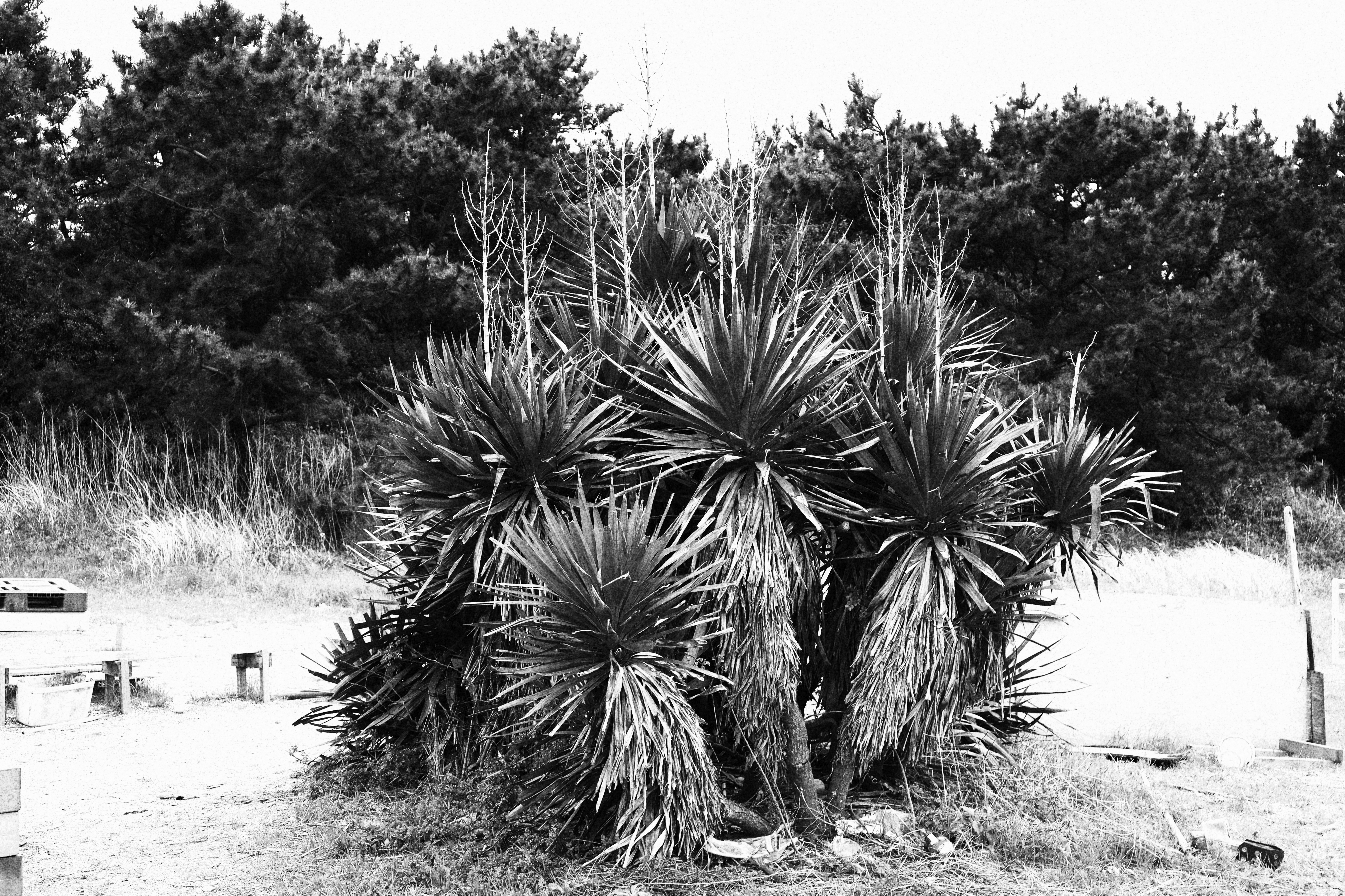 EOS R50／RF-S18-45mm F4.5-6.3 IS STM／45mm／（F5.6、1/120秒、±0EV）／ISO 320／WB：オート