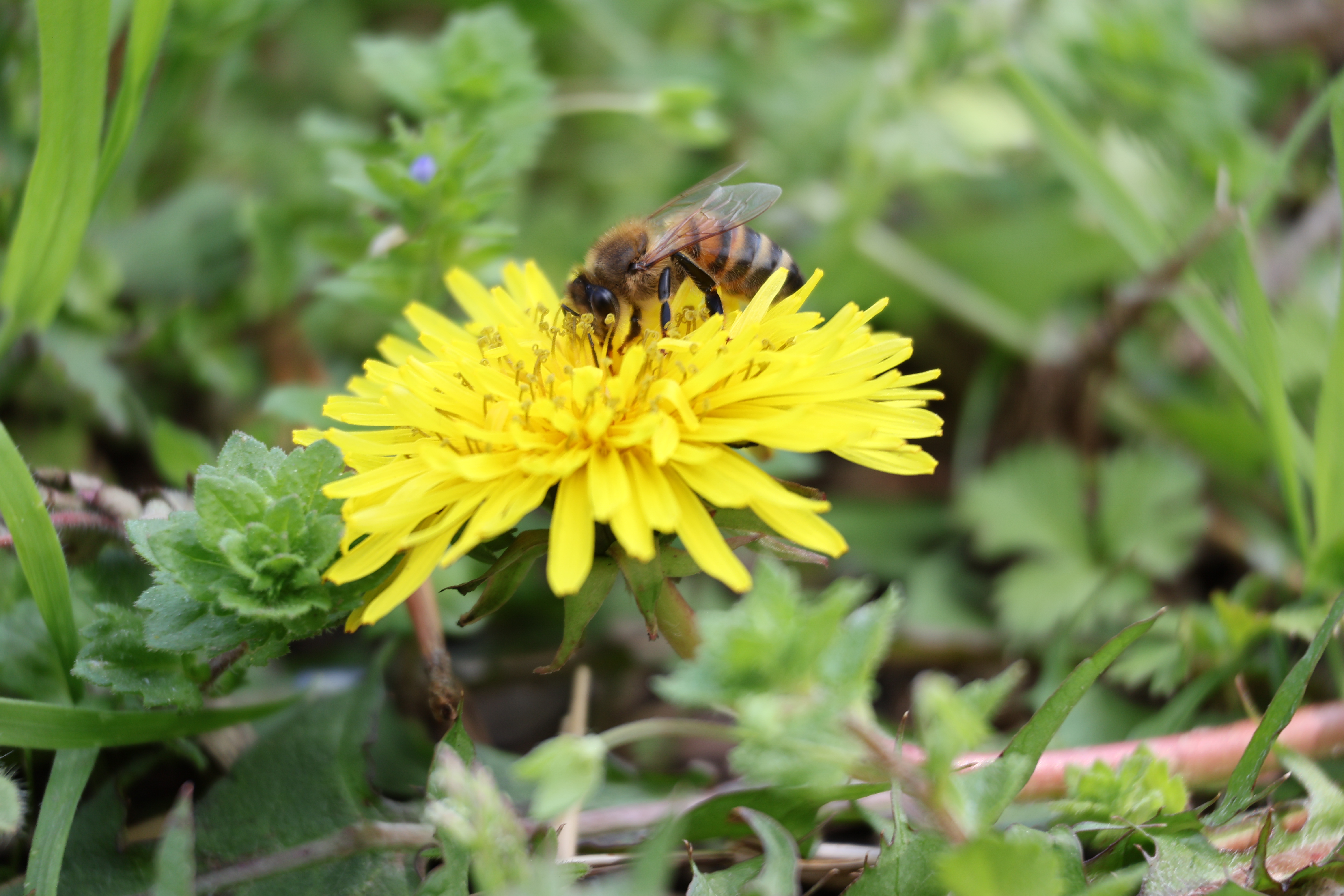 EOS R50／RF-S55-210mm F5-7.1 IS STM／210mm／（F7.1、1/50秒、+0.3EV）／ISO 100／WB：オート