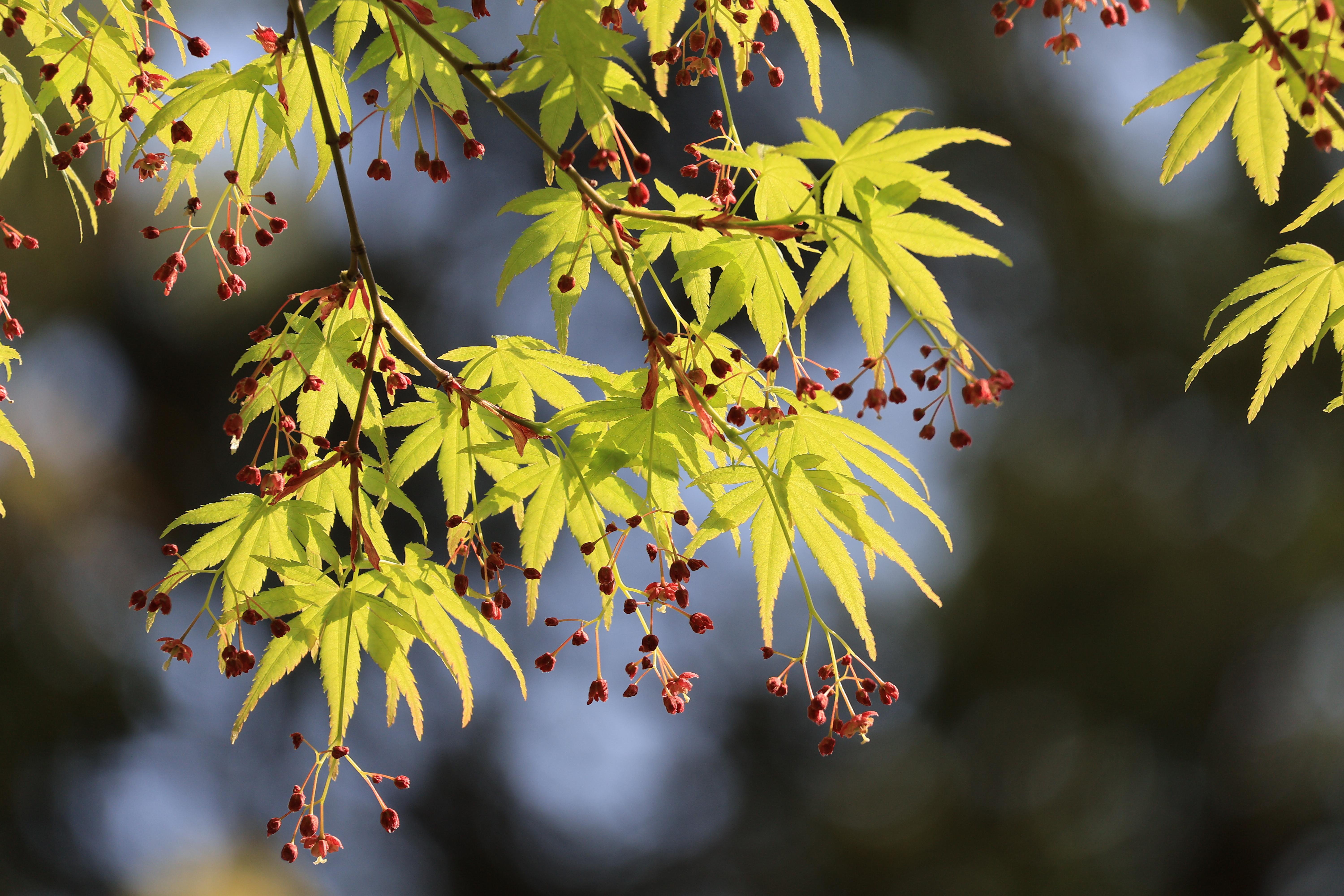 EOS R50／RF-S55-210mm F5-7.1 IS STM／210mm／絞り優先AE（F8.0、1/160秒、±0EV）／ISO 100／WB：オート
