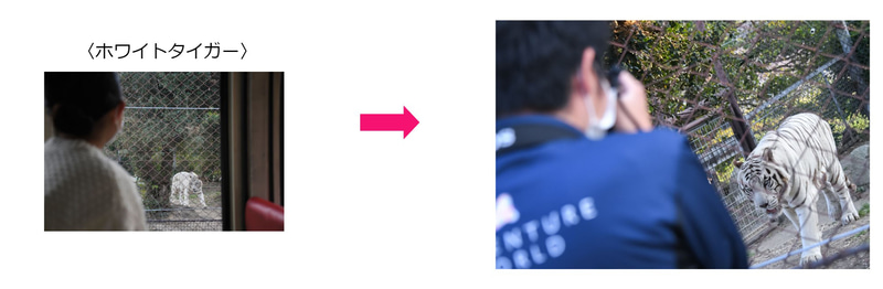 通常車両しか入れないエリアで柵越しにホワイトタイガーを撮影