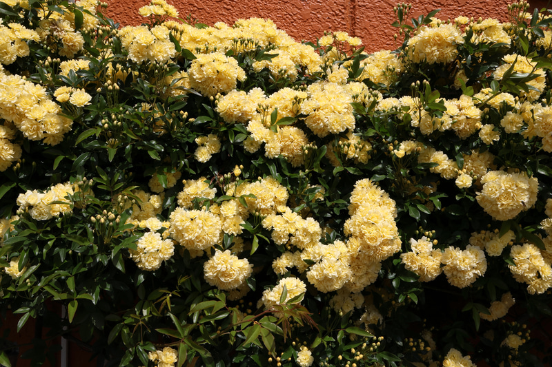 どこもかしこもモッコウバラが咲いて綺麗なんですけど、至近距離だとまとめづらいですね。EOS R50じゃなきゃ撮影しなかったかも。<br>EOS R50／RF-S18-45mm F4.5-6.3 IS STM／プログラムAE（18mm・F14・1/800秒）／ISO 400