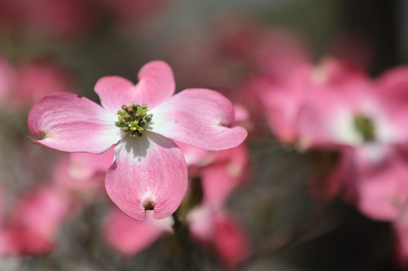 ハナミズキ。最初期のEF70-200mm F2.8L USMで撮影しています。ものすごく重たくてEOS R50とはバランス悪いですが、頑張って撮影しました。描写力は往時から印象変わらず素晴らしいです。色収差も残らないし。DLO（デジタルレンズオプティマイザ）が効いていることもあるのでしょう。<br>EOS R50／EF70-200mm F2.8L USM／絞り優先AE（195mm・F3.2・1/3,200秒）／ISO 100