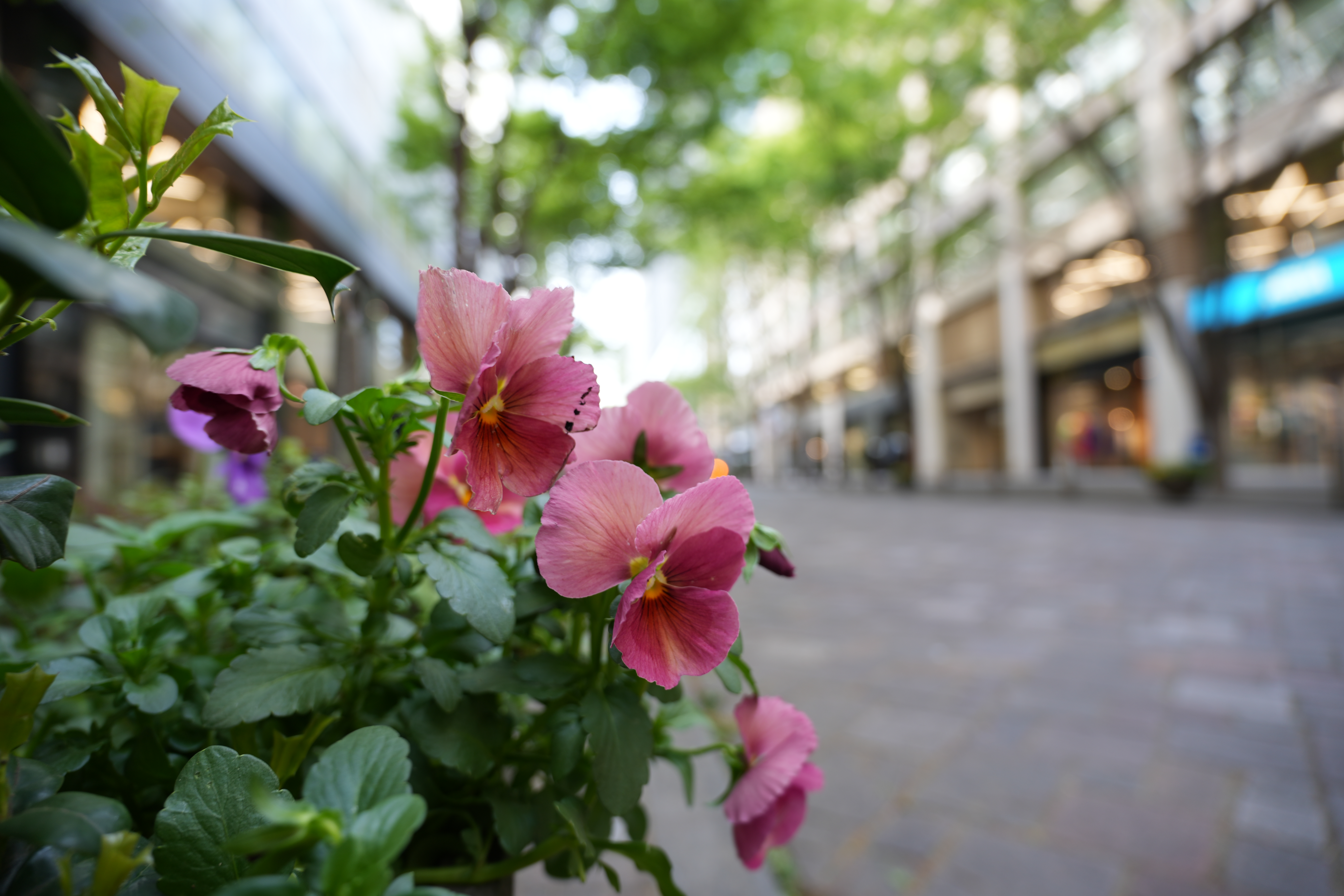 α7 IV／FE 20-70mm F4 G／20mm／絞り優先AE（1/20秒・F4.0・+0.3EV）／ISO 100